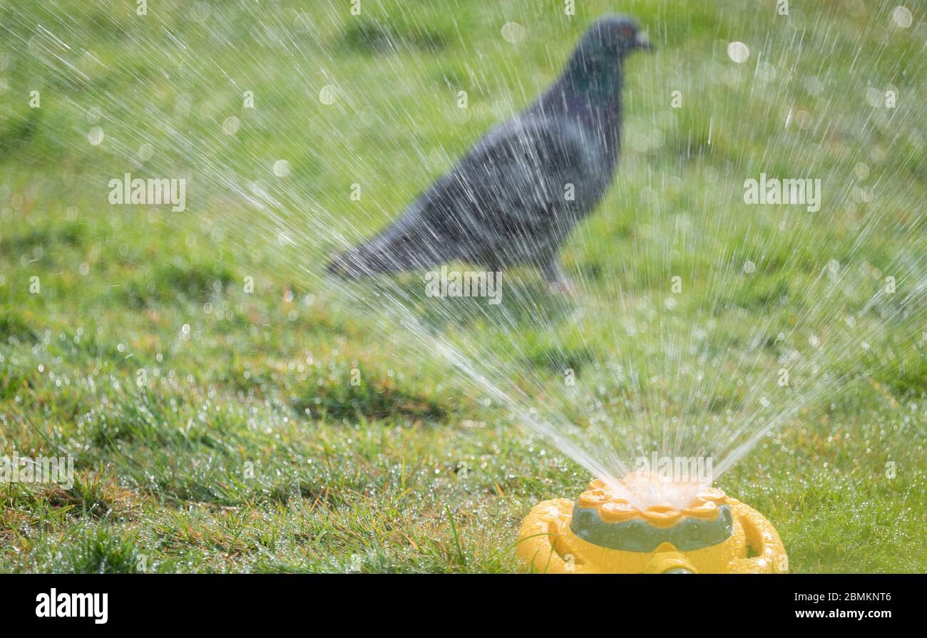 London, Großbritannien. 10 Mai 2020. Ein Gartenregner wässern einen Rasen in einem Londoner Garten nach Tagen oder trockenem Wetter, ohne dass eine unmittelbare Aussicht auf Regenvorhersage besteht. Tauben machen das Beste aus ihm, indem sie ein improvisiertes Bad und Dusche. Quelle: Malcolm Park/Alamy Live News. Stockfoto