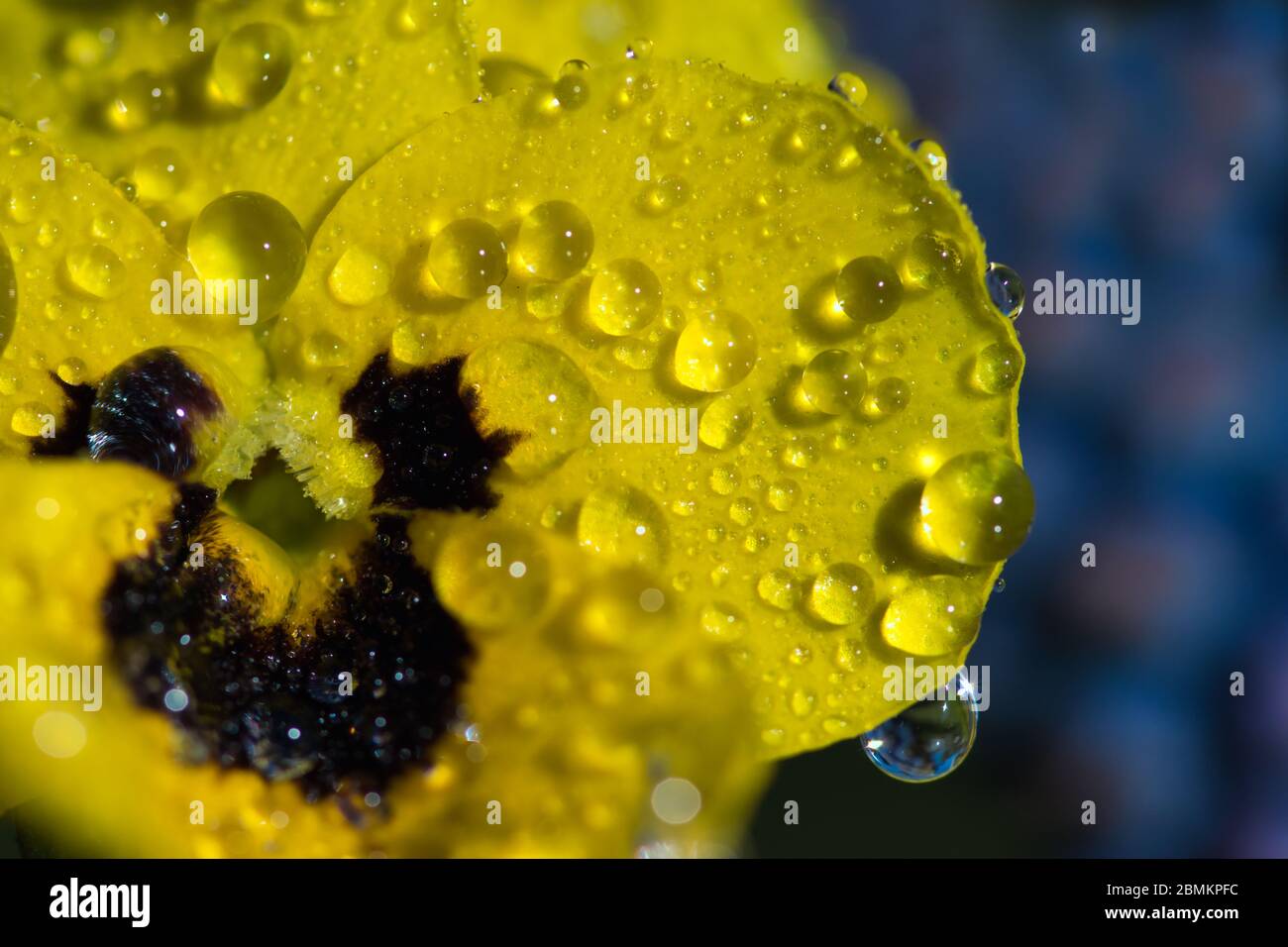 Gelbe plüschige Blume Makro mit frischen und glänzenden Regentropfen auf den Blütenblättern, blühend in der Sonne im Frühlingsgarten, verschwommener lila blauer Hintergrund Stockfoto