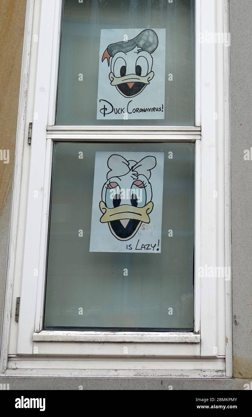 New Mills, Derbyshire. Mai. 2020 EINE humorvolle Auseinandersetzung mit der Coronavirus-Pandemie, die Donald Duck umbenannt hat. Stockfoto