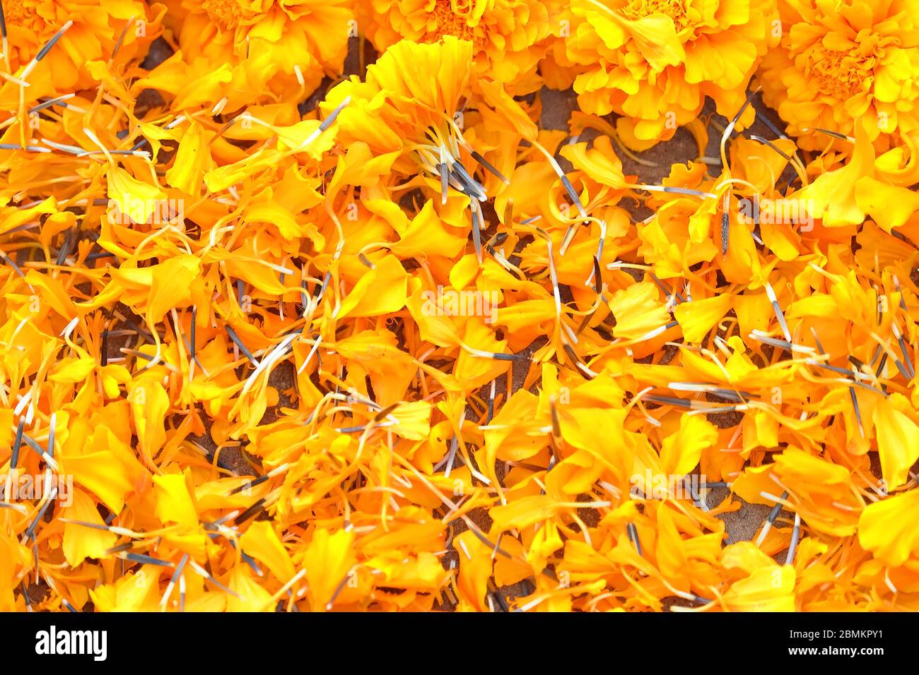 Ringelblumen Blütenblätter auf dem Boden verstreut Stockfoto