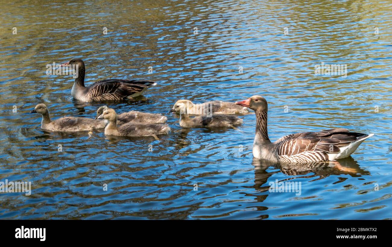 Gänsefamilie schwimmend auf einem wunderschönen blauen See. 2 Erwachsene Gänse und 5 Gänse. Gans schaut nach kamara Stockfoto Gänsefamilie schwimmend auf einem wunderschönen blauen See. 2 Erwachsene Gänse und 5 Gänse. Gans schaut nach kamara Stockfoto