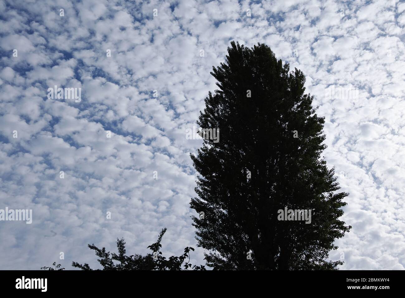 Die Silhouette einer schwarzen Pappel steht vor einem Himmel, der mit klaren Altocumulus-Wolken bedeckt ist Stockfoto