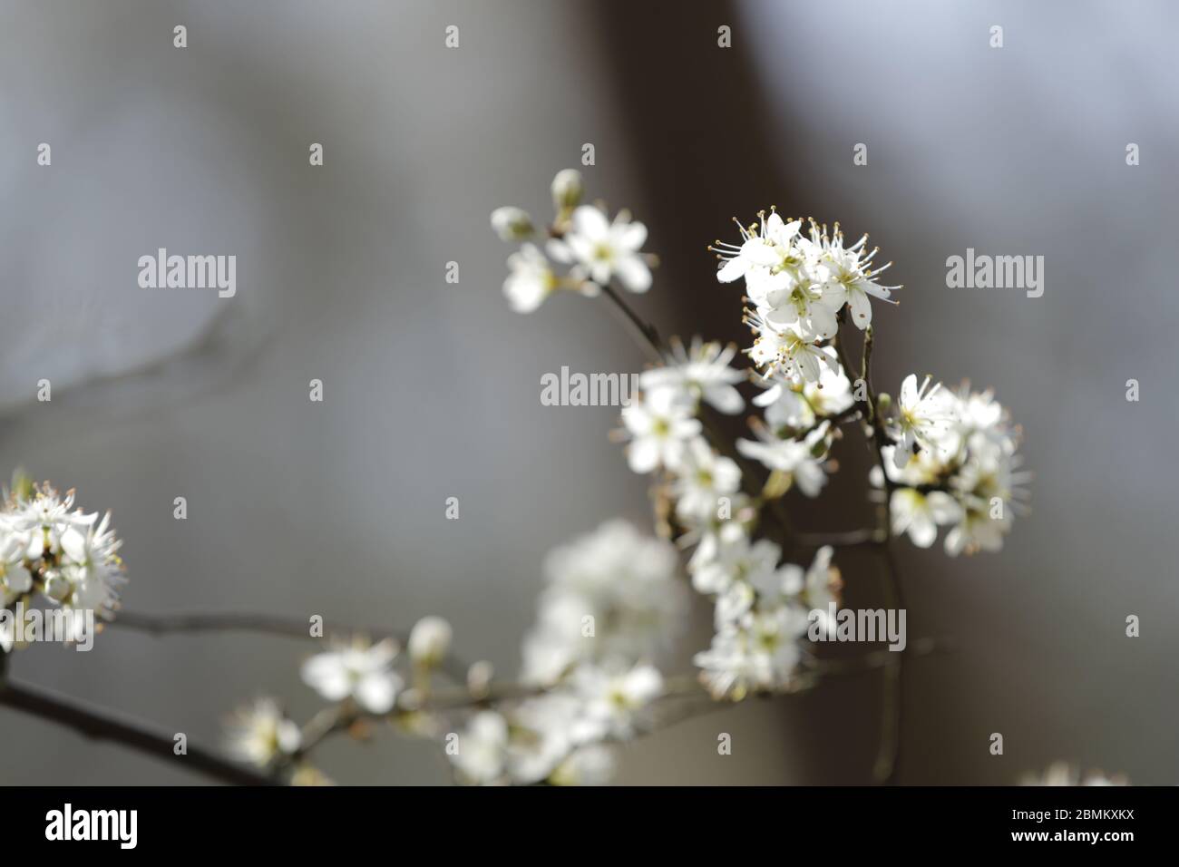 Crataegus oder kann mit winzigen weißen Blüten blühen Stockfoto
