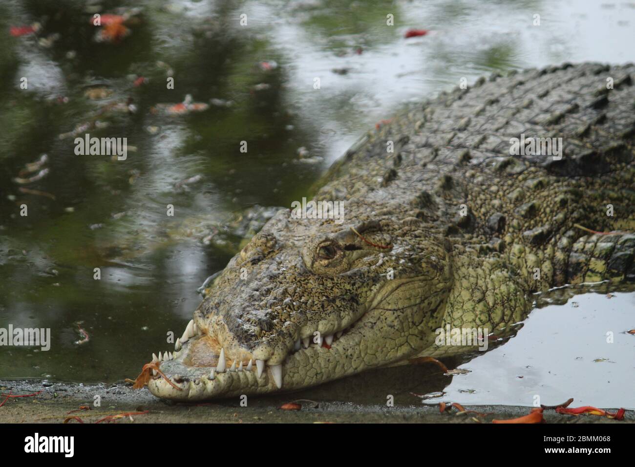 KROKODIL Stockfoto