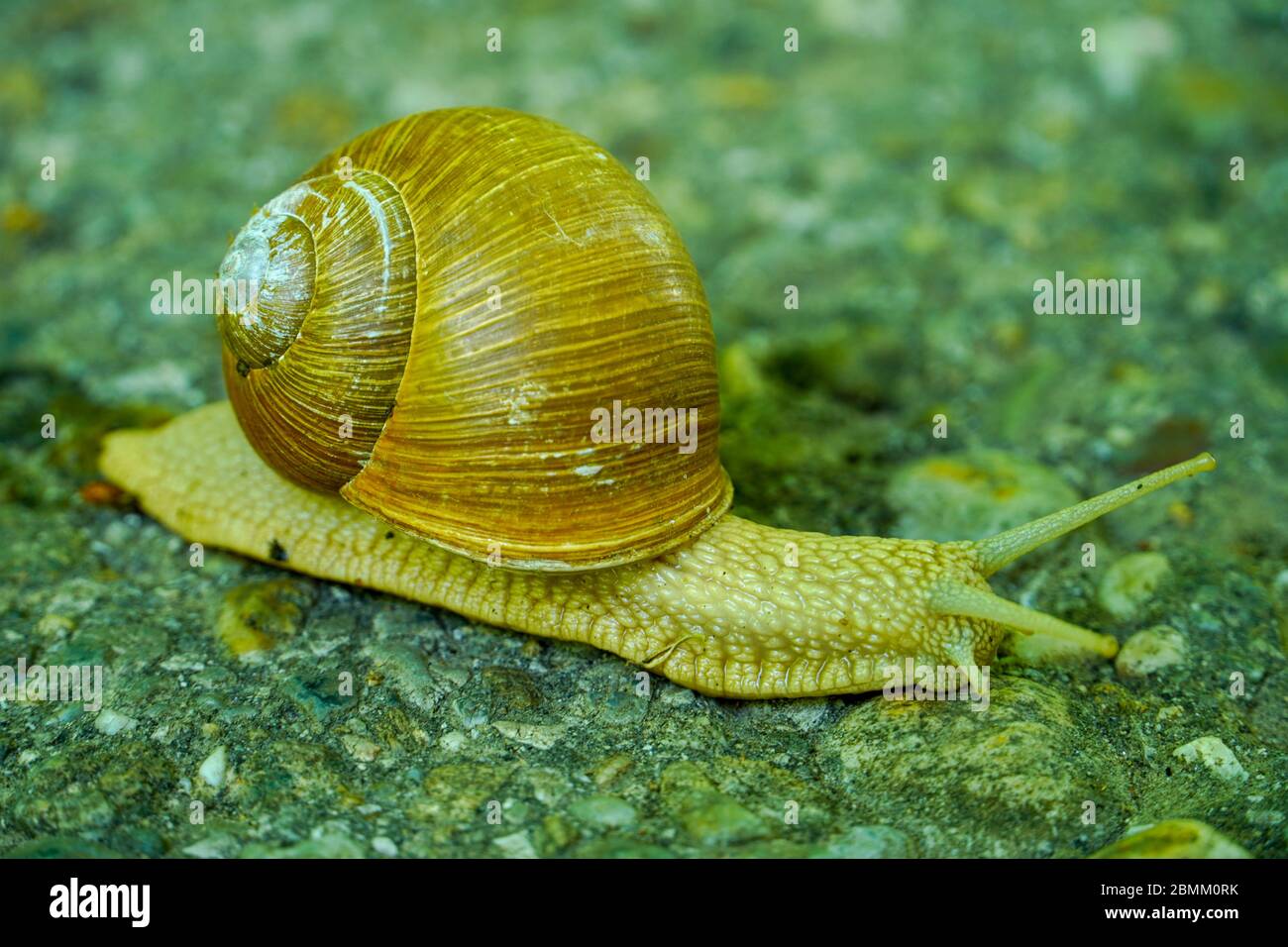 Große Schnecke in Muschel kriechend auf der Straße, Sommertag im Garten. Helix pomatia, römische Schnecke. Regenschnecke Nahaufnahme auf asphaltierten Fußweg im Frühlingspark. Stockfoto