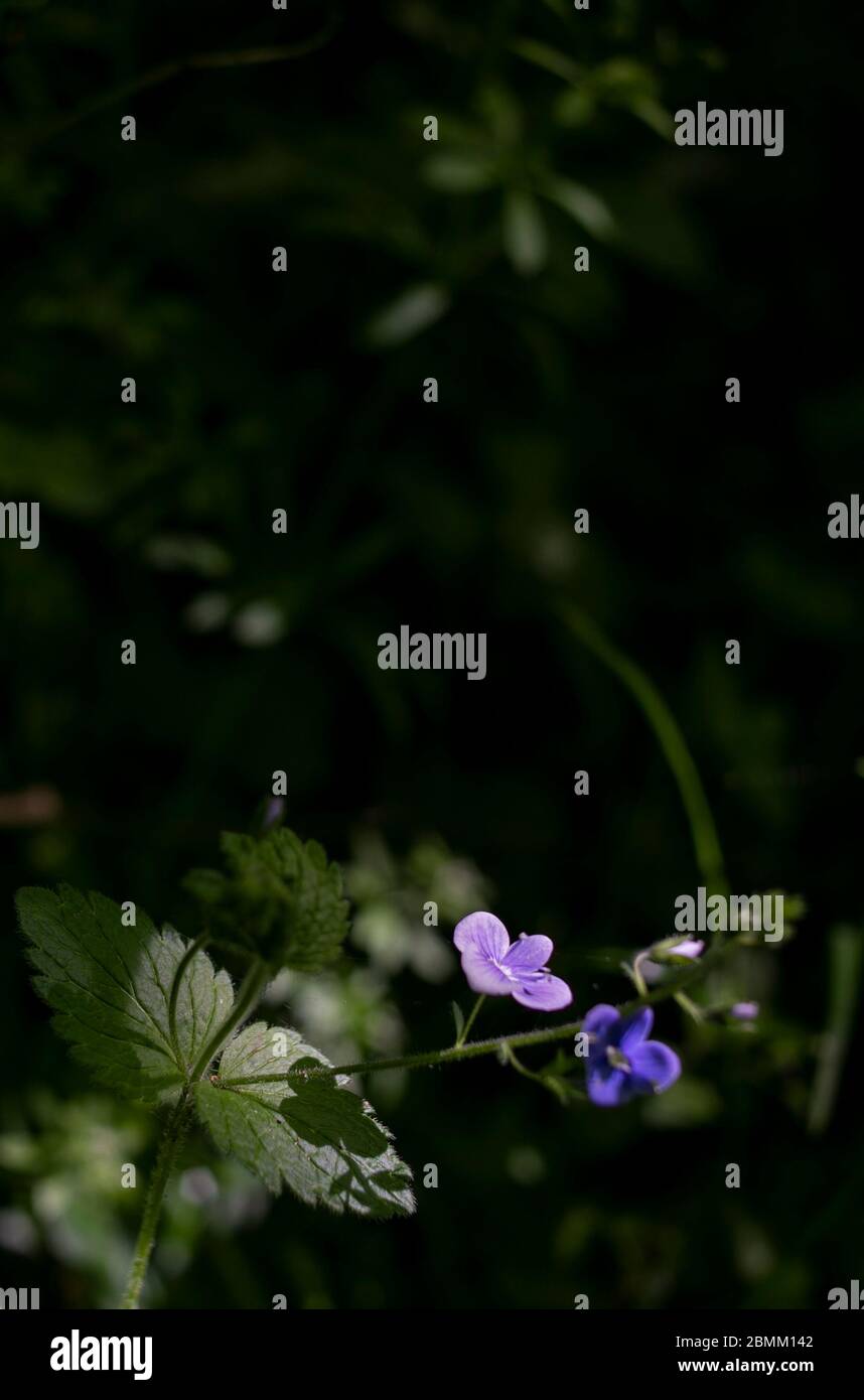 Wildblumen in der britischen Landschaft. Stockfoto