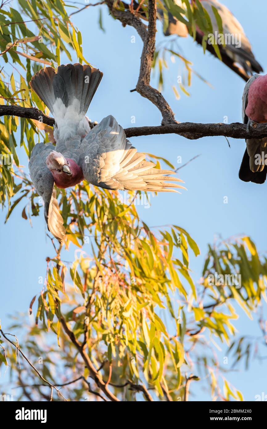 Rosafarbene Kakadus, die hoch auf einem Eukalyptusbaum neben einem Wasserloch im Outback im Westen von Queensland thronen, wollen ihren Durst stillen. Stockfoto