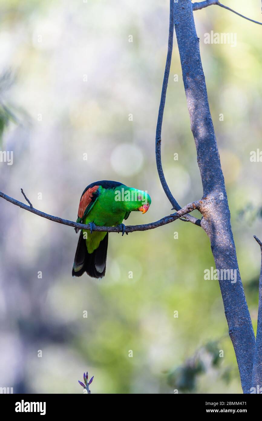 Der australische Rotflügelpapagei, der auf einem Outback-Baum um ein kleines Wasserloch thront, die Gegend vorsichtig beäugt, bevor er seinen Durst in Undarra löscht. Stockfoto