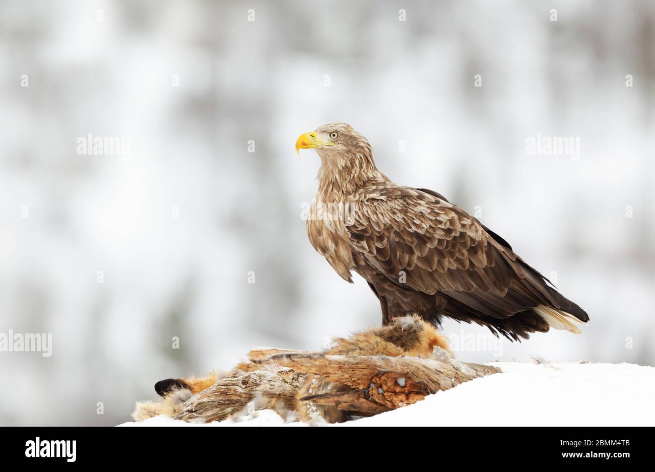 Nahaufnahme eines Weißwedeladlers (Haliaetus albicilla), der sich im Winter in Norwegen auf einen toten Fuchs ernährt. Stockfoto