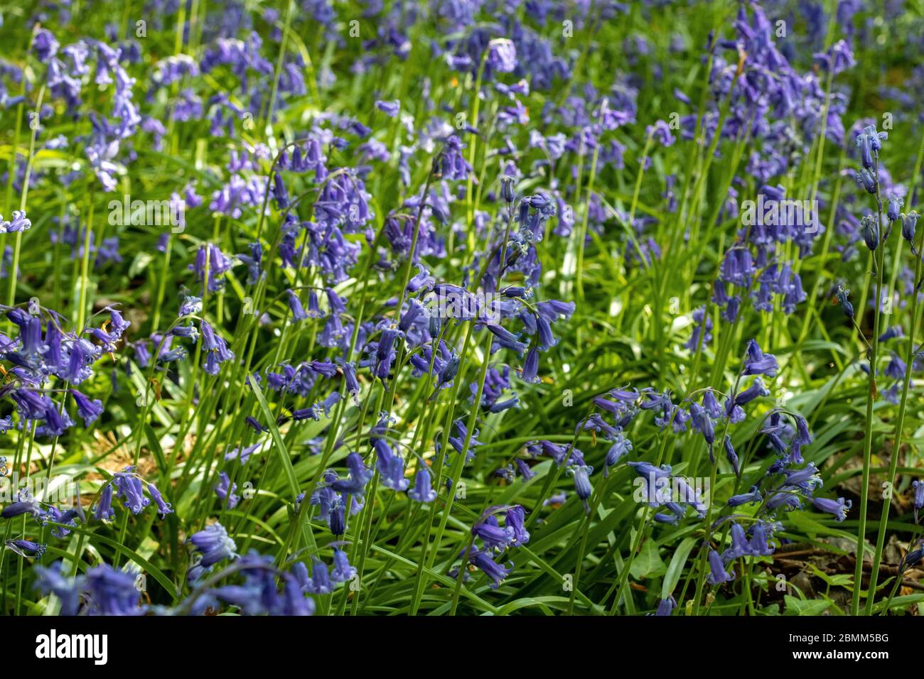 Teil eines Teppichs aus Blaubellen in einem englischen Wald in West Sussex. Stockfoto