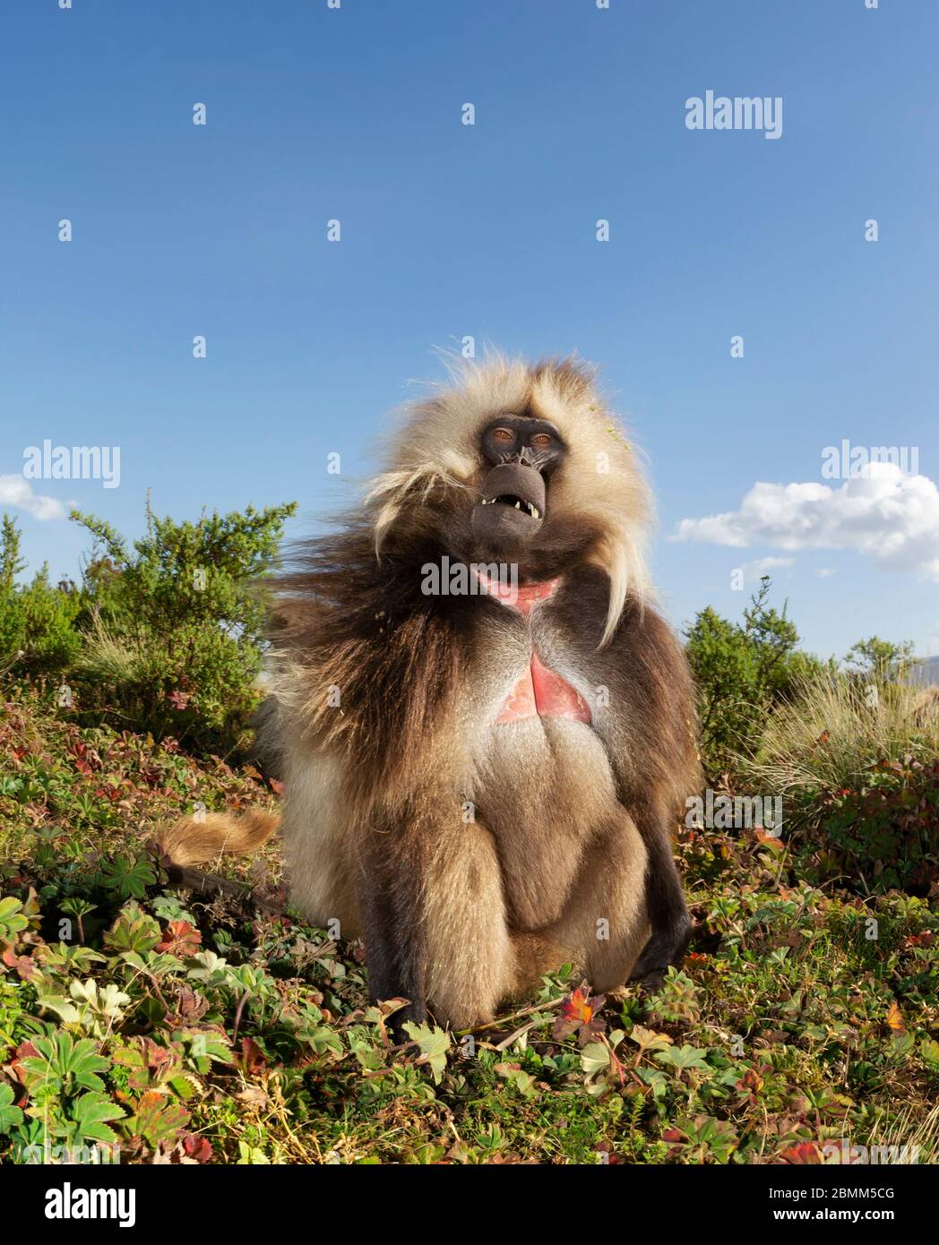 Nahaufnahme eines männlichen Gelada-Affen (Thermopithecus gelada) im Gras, Simien-Berge, Äthiopien. Stockfoto