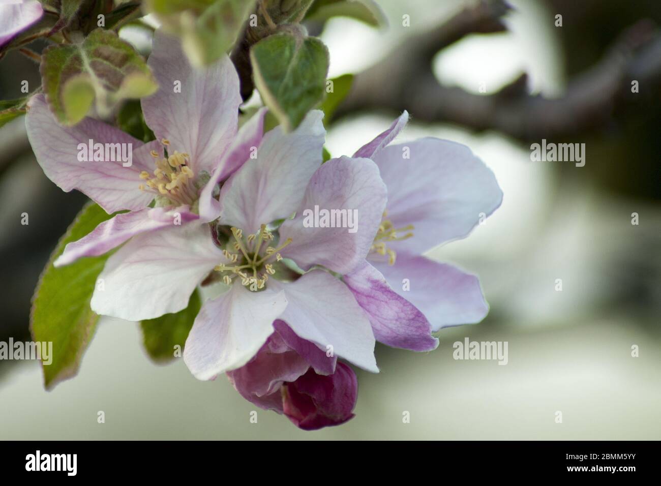 Frühlings-Apfelknospen im Obstgarten. Stockfoto