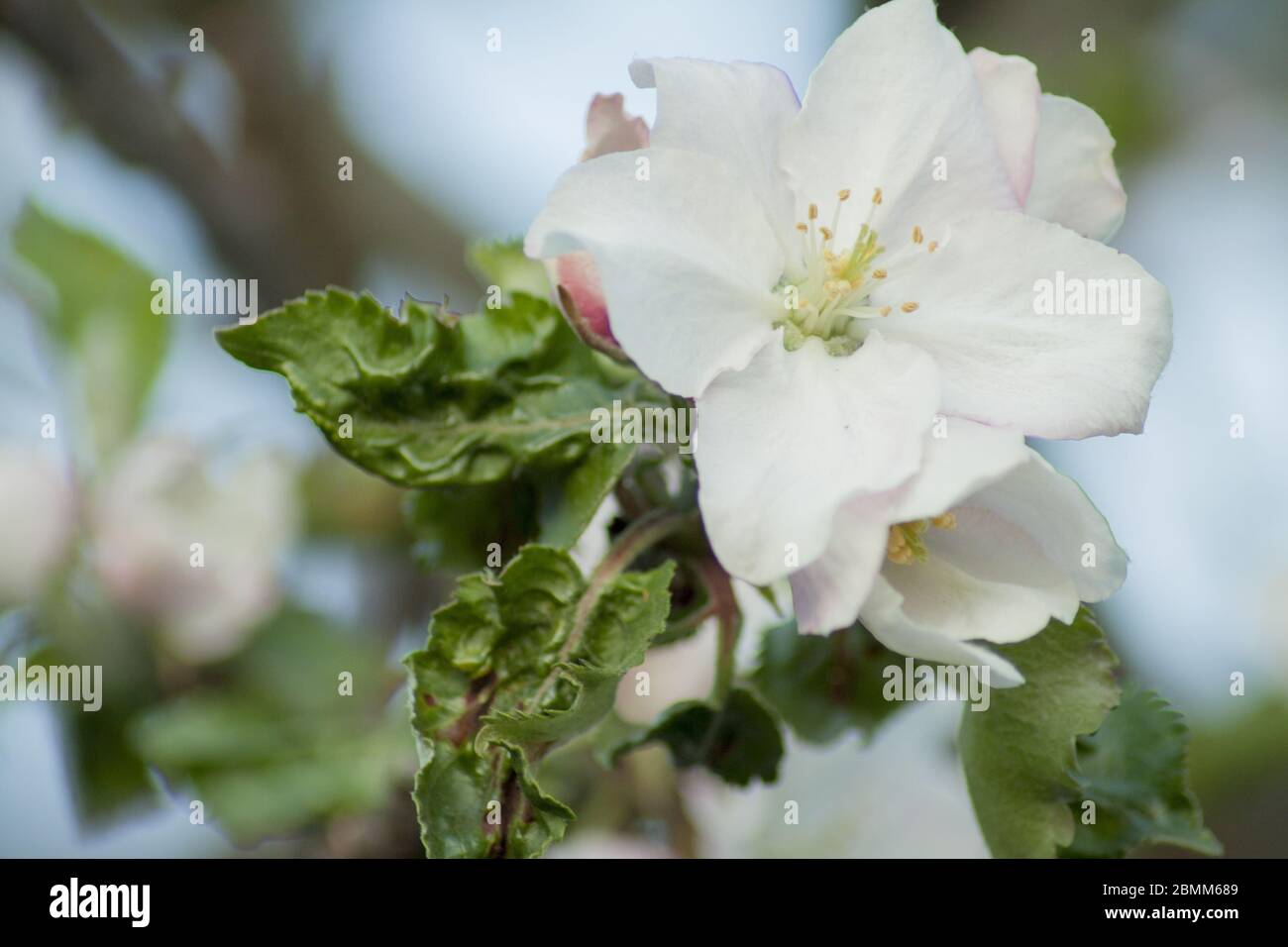 Frühlings-Apfelknospen im Obstgarten. Stockfoto