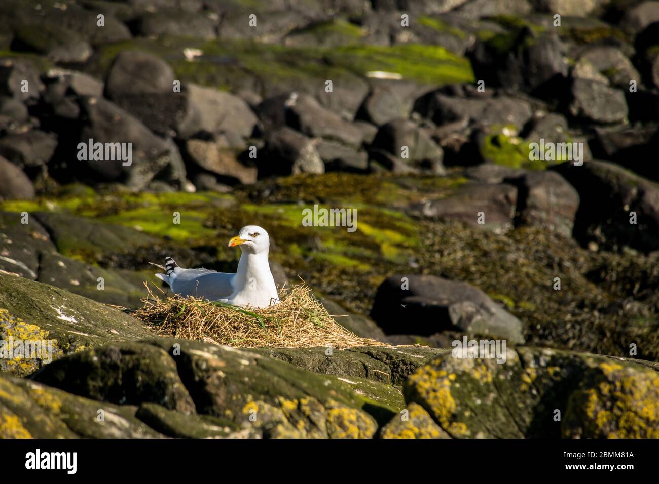 Eine Heringsmöwe (Larus argentatus) brütet Eier in einem Nest an einem felsigen Ufer, Lady Isle, Schottland, Großbritannien Stockfoto