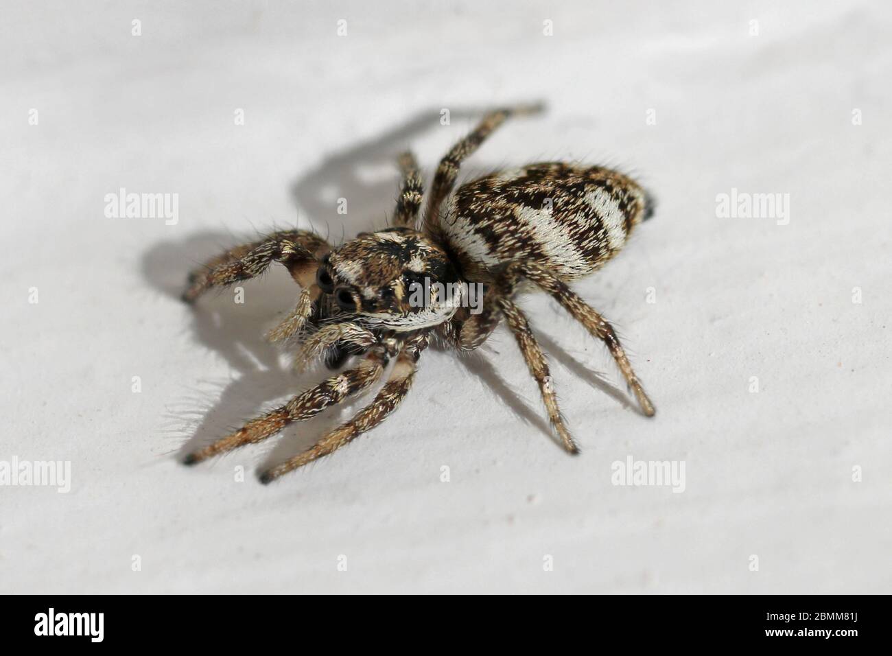 Zebraspinne (Salticus scenicus) Stockfoto