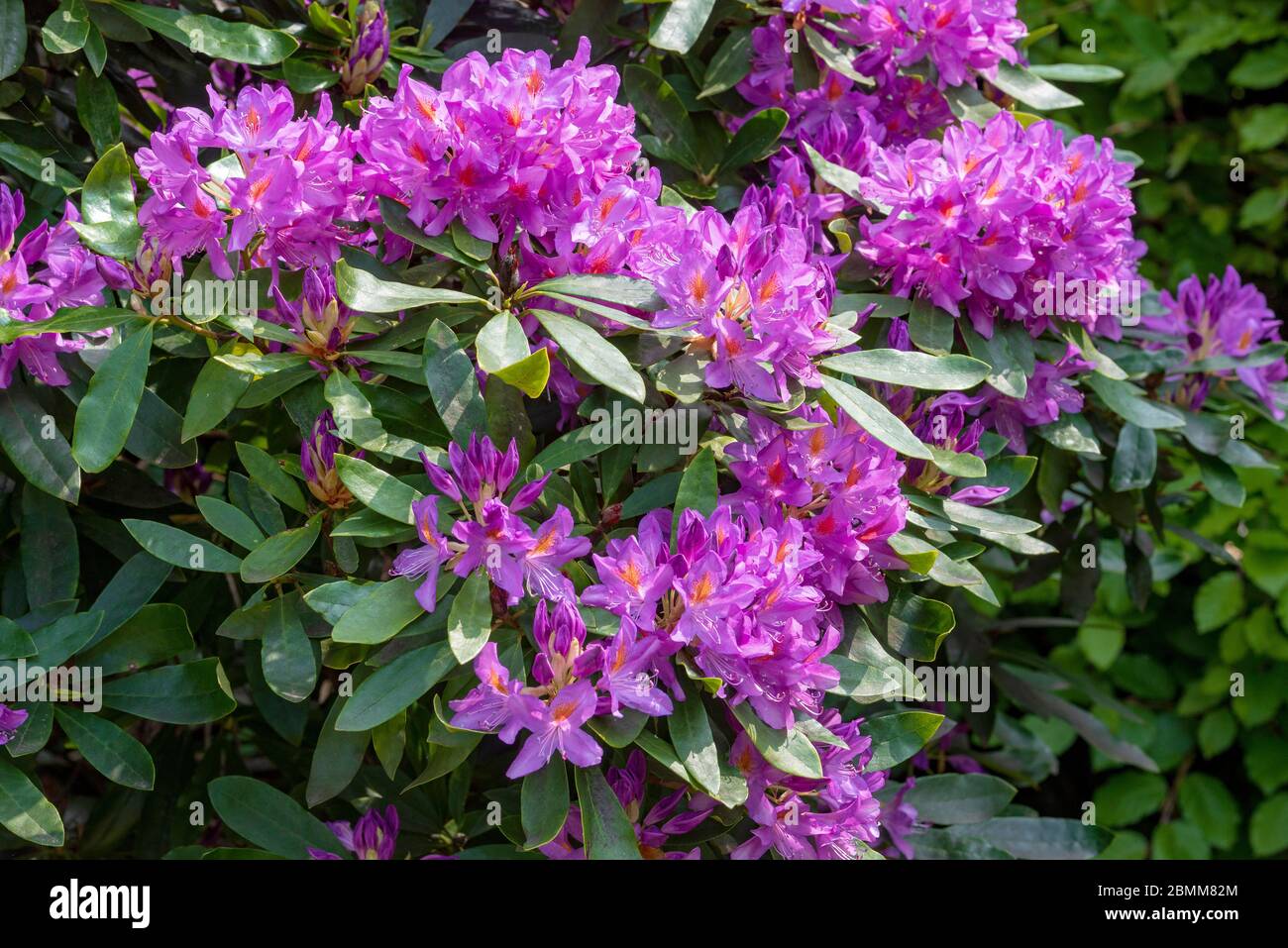 Rhododendron Blüten. Immergrün oder Laub Stockfoto