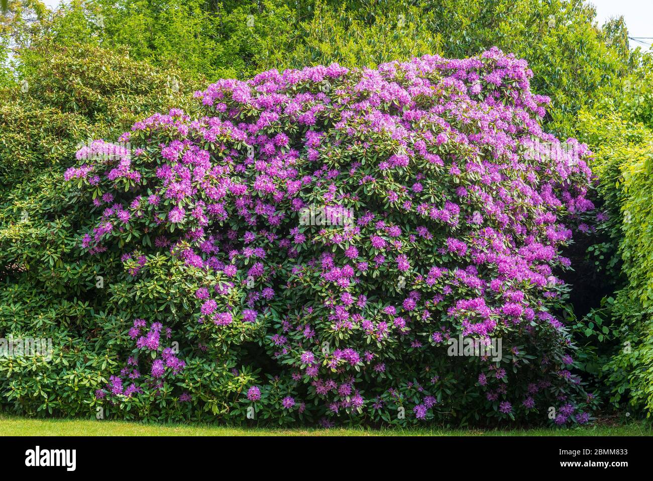 Rhododendron Blüten. Immergrün oder Laub Stockfoto