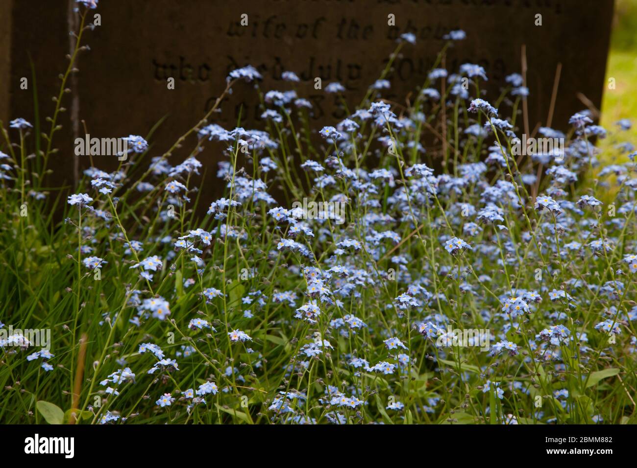 Vergissmeinnicht wachsen durch alten Grabstein. West Midlands. GROSSBRITANNIEN Stockfoto