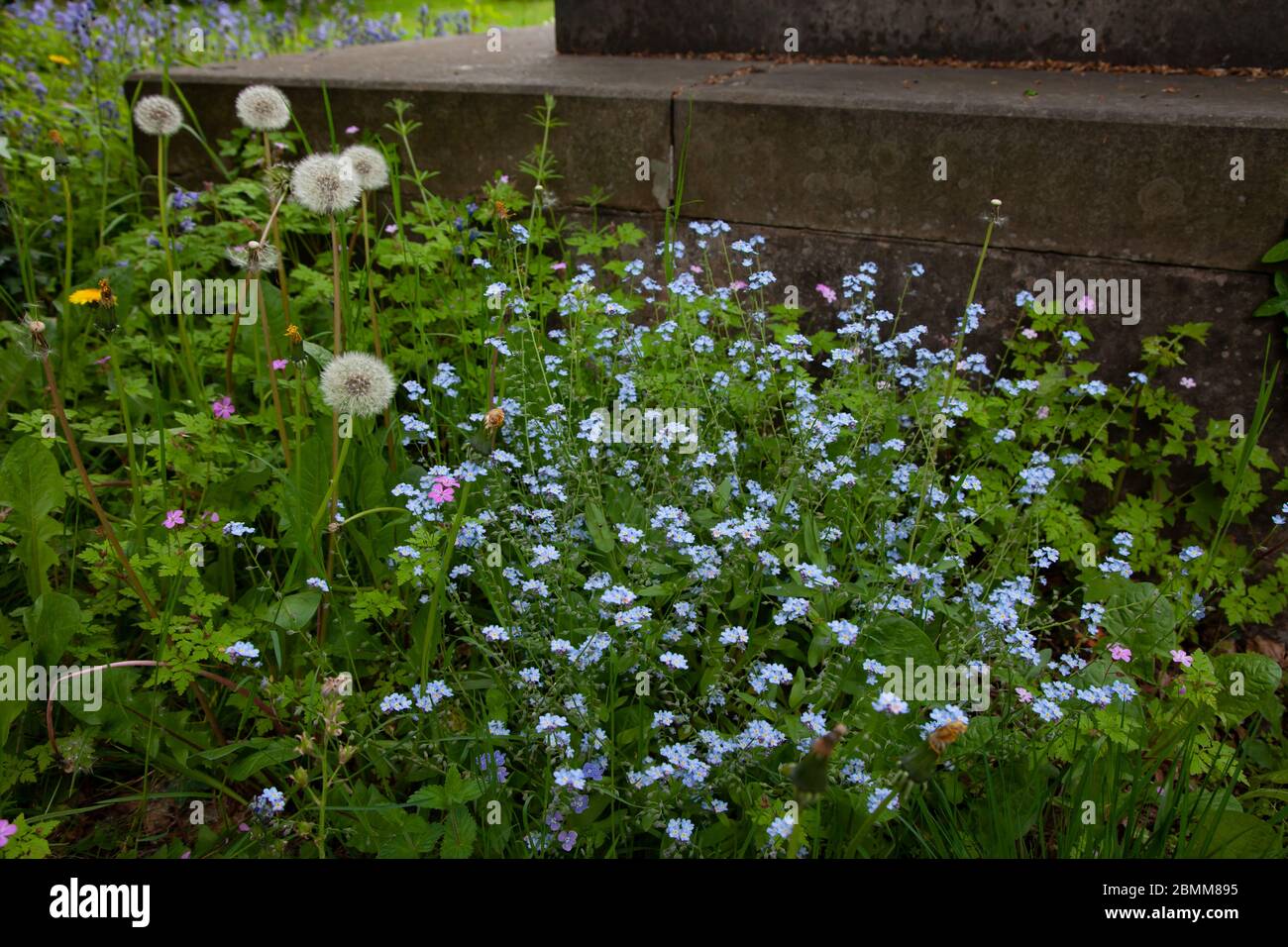 Wildblumen wachsen durch alten Grabstein auf dem Friedhof. West Midlands. GROSSBRITANNIEN Stockfoto