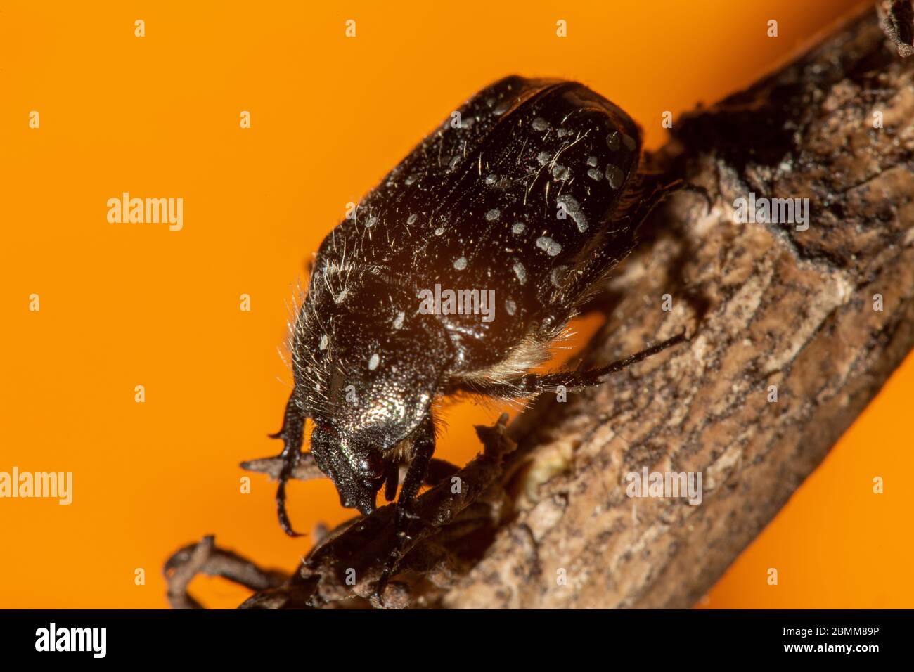 Oxythyrea funesta ist eine phytophagische Käferart, die zur Familie Cetoniidae, Unterfamilie Cetoniinae, gehört. Gewöhnlicher Name "weiß gefleckte Rosenkäfer". Stockfoto