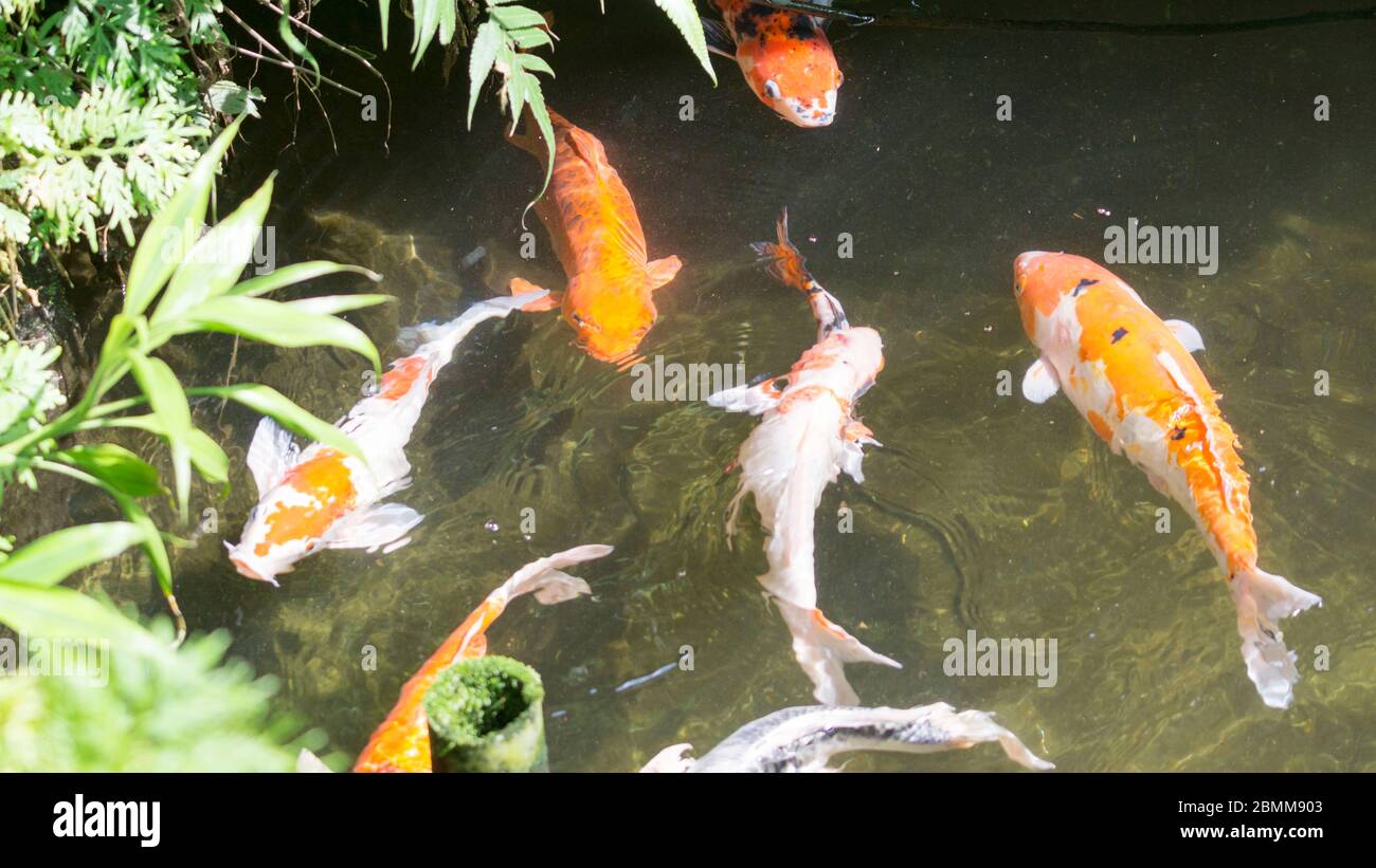 Bunte ausgefallene Karpfenfische oder Koi-Fische im Garten des Teiche. Selektiver Fokus Stockfoto