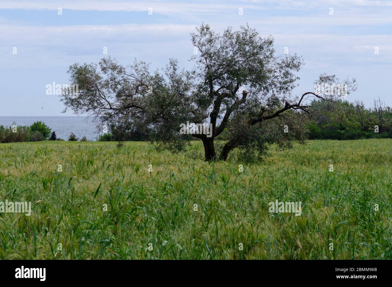 Olivenbaum ( Olea europaea ) in einem Gerstenfeld in Evros Griechenland Stockfoto