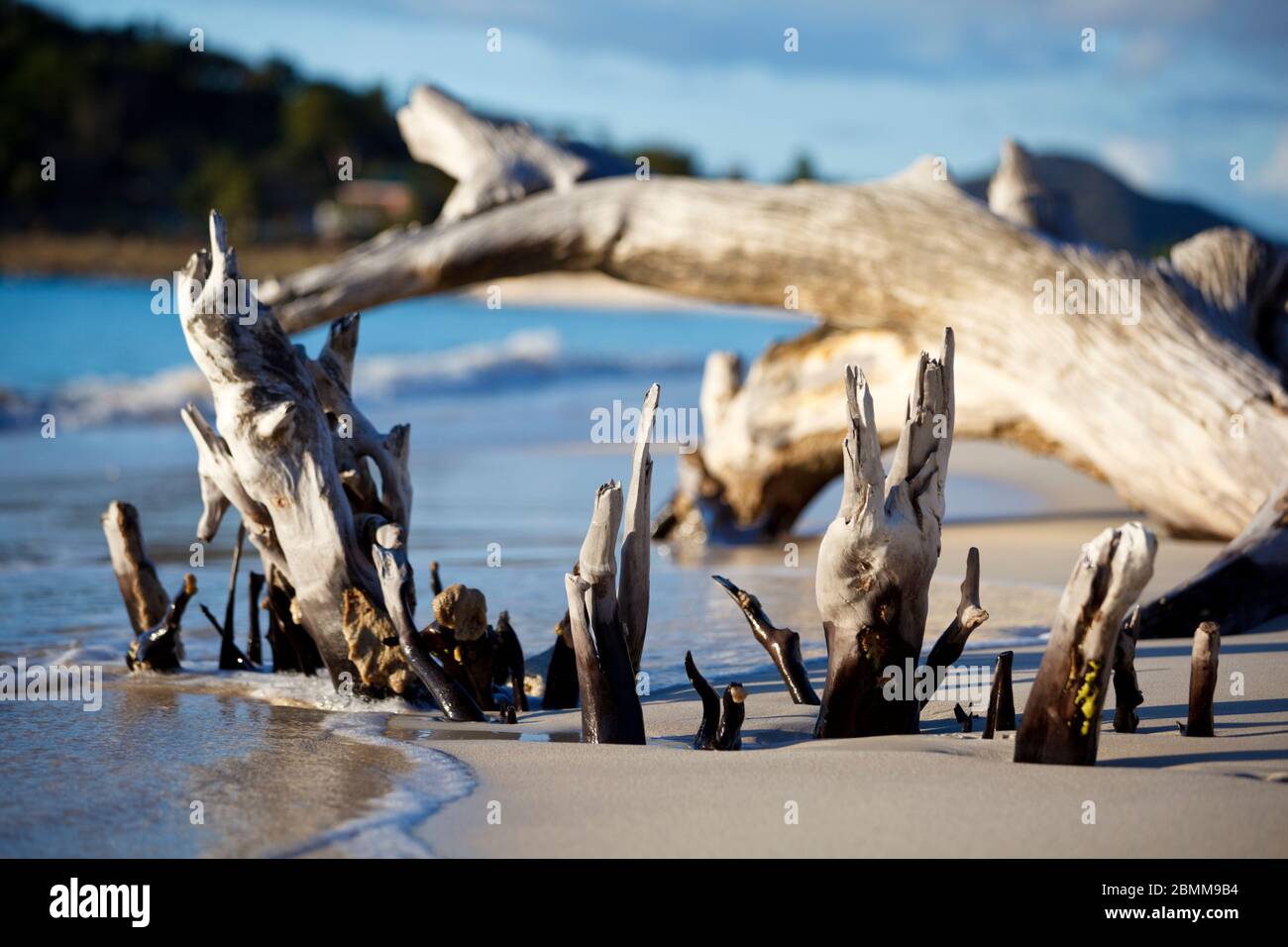 Driftwood an einem karibischen Strand in Antigua. Stockfoto