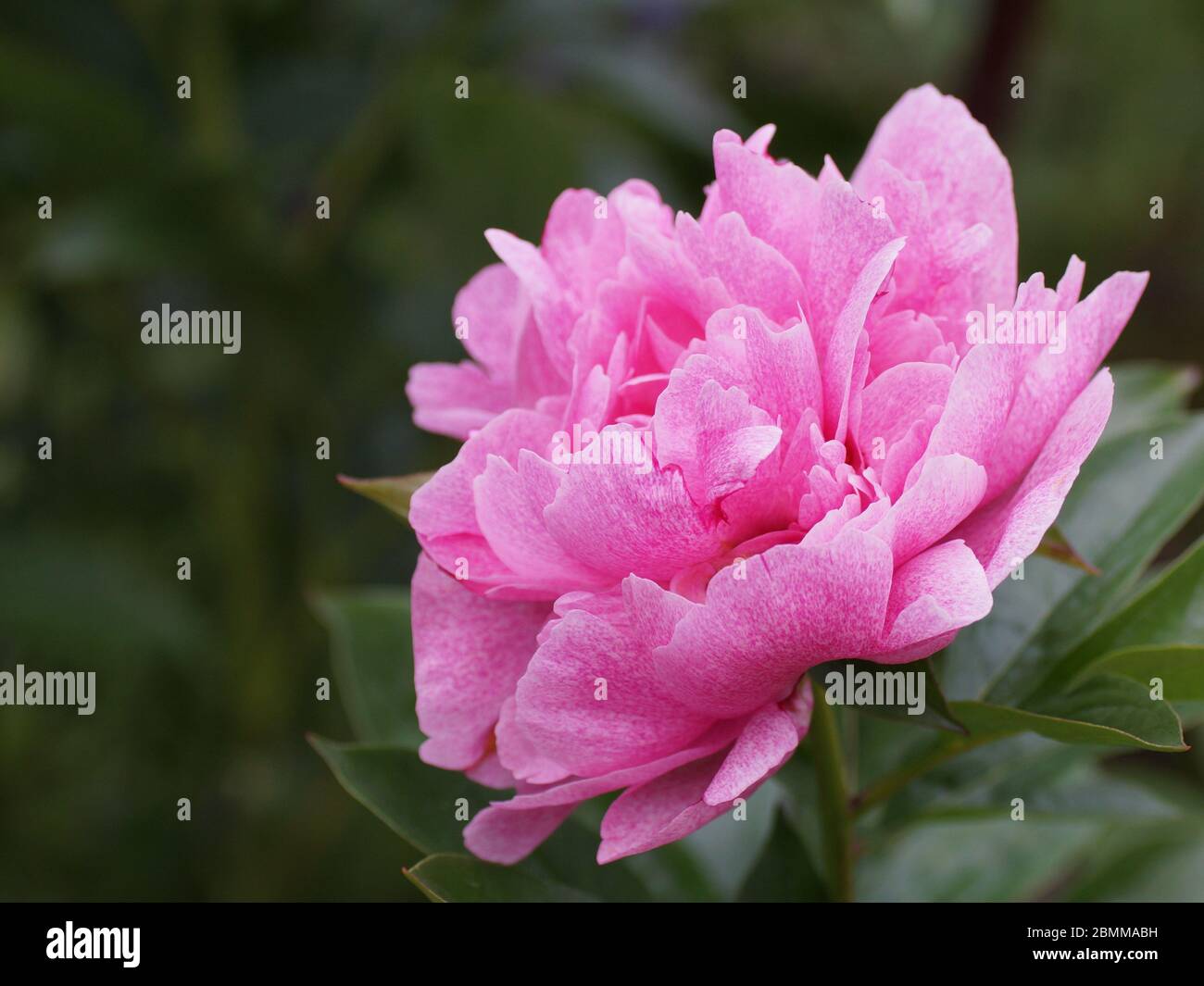 Pfingstrose Der Fawn. Doppelte rosa Pfingstrose Blume. Im Garten blüht ein wunderschöner rosa Pfingstrose. Stockfoto