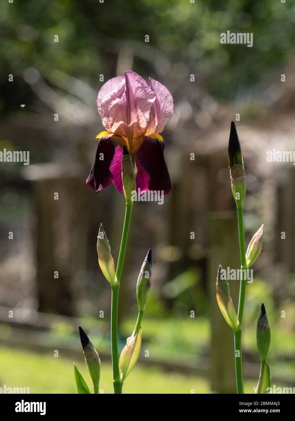 Bärtige Iris (Iris Germanica) in Blüte und Knospe. Stockfoto