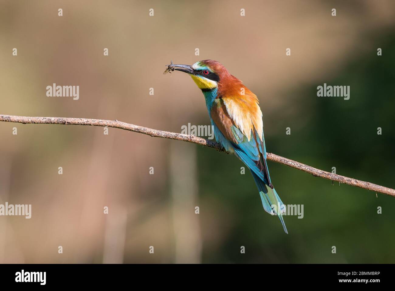 Europäischer Bienenfresser (Merops apiaster), der auf einem Ast mit einer Biene blättert Stockfoto