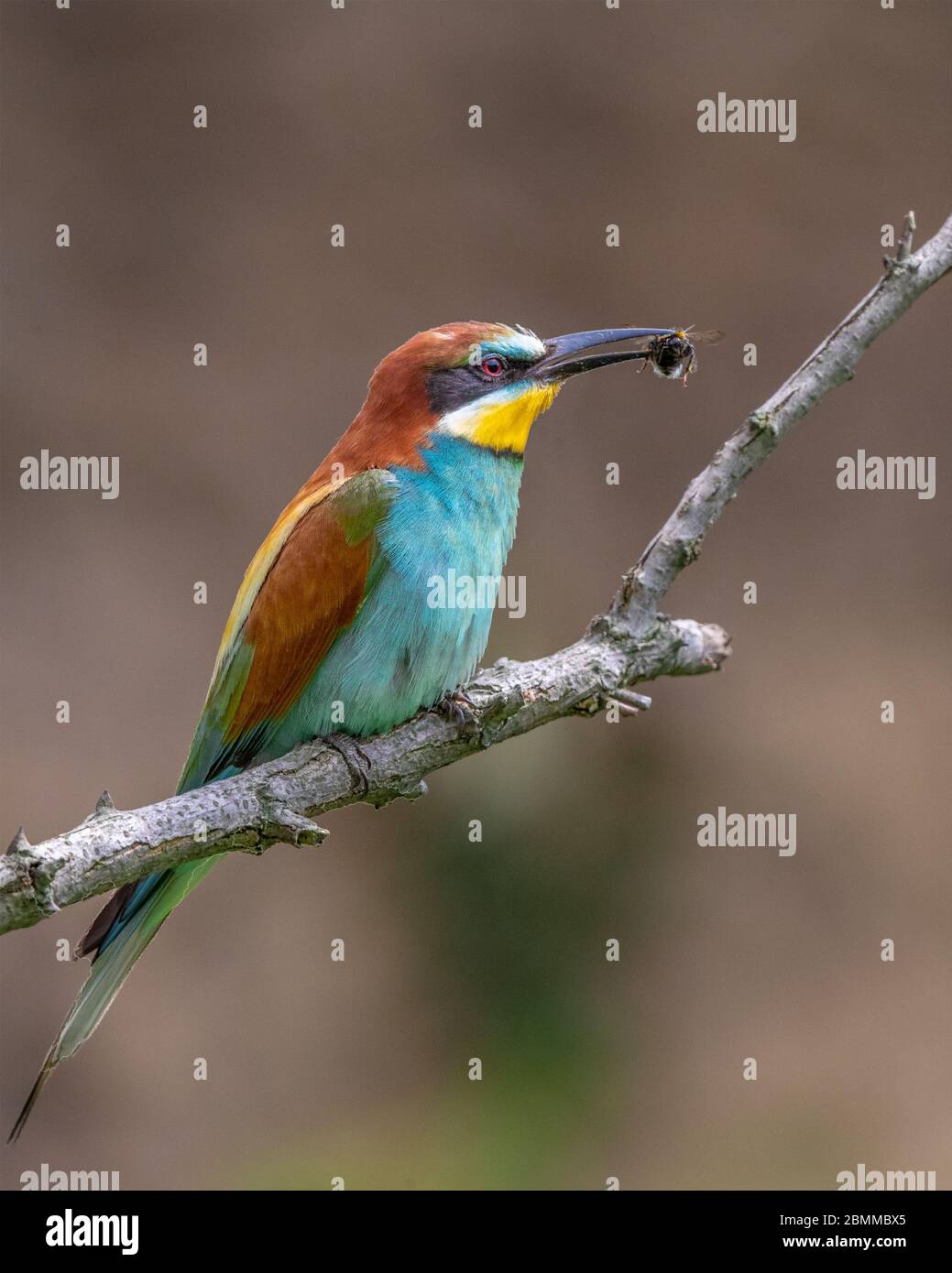 Europäischer Bienenfresser (Merops apiaster), der auf einem Ast mit einer Biene blättert Stockfoto