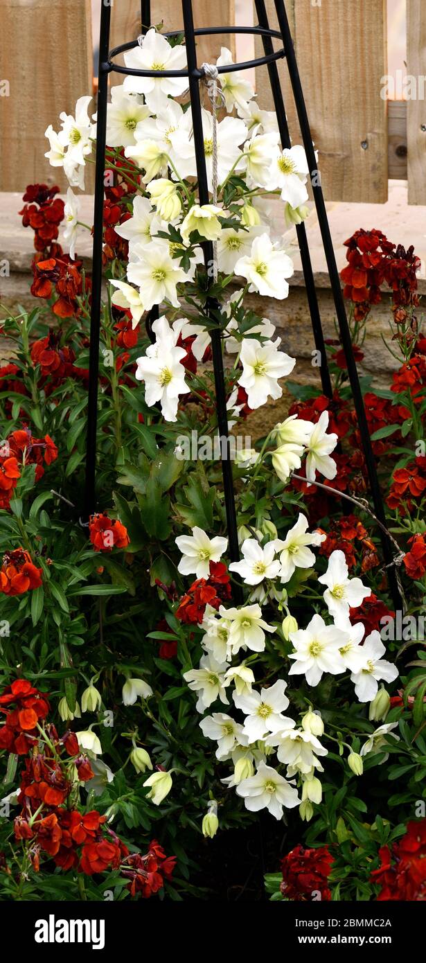 Die weißen Blüten von Clematis Avalanche setzen sich zwischen roten Wandblumen. Stockfoto