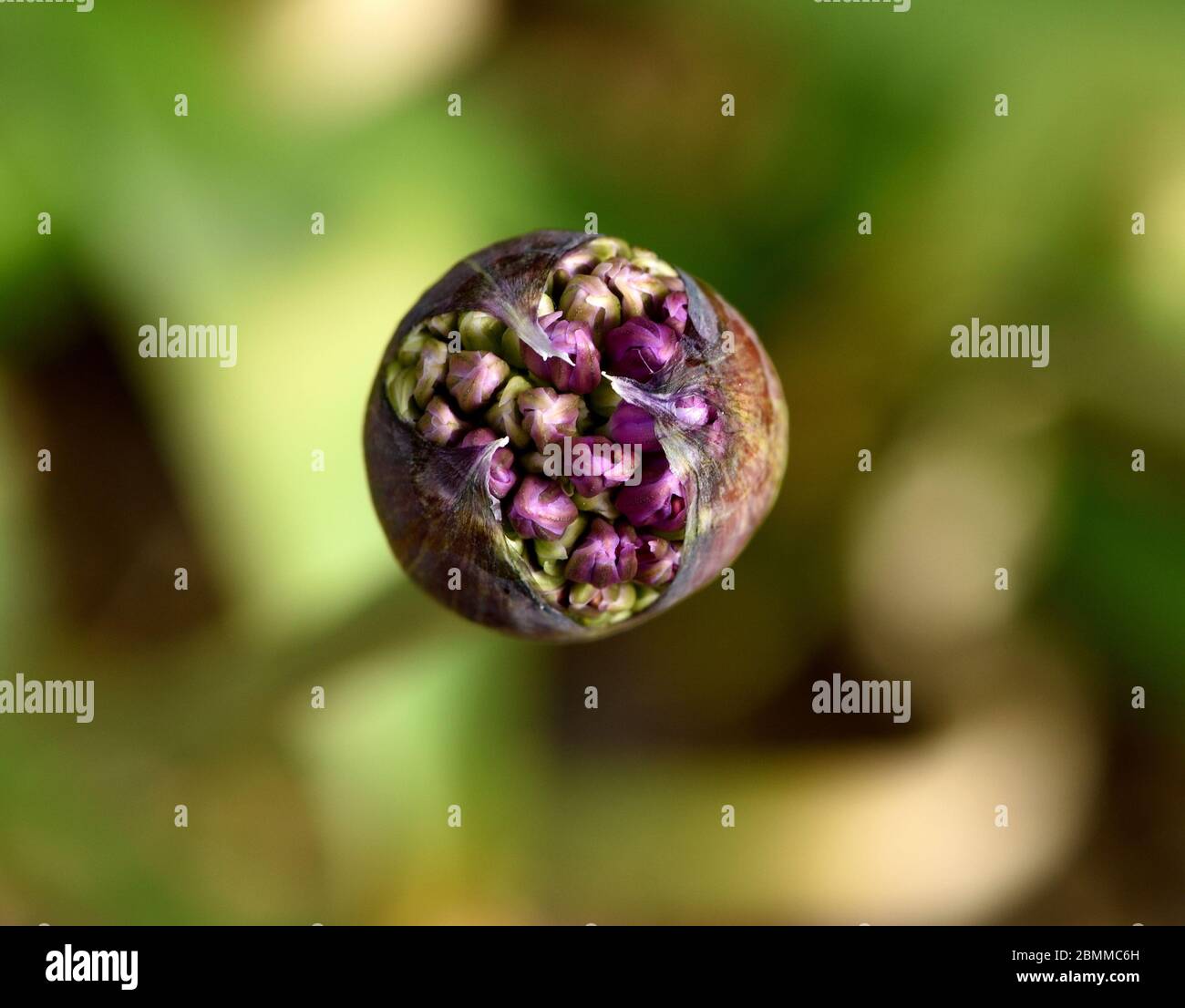 Eine Nahaufnahme von Allium Knospen, die in Blüte platzen. Stockfoto