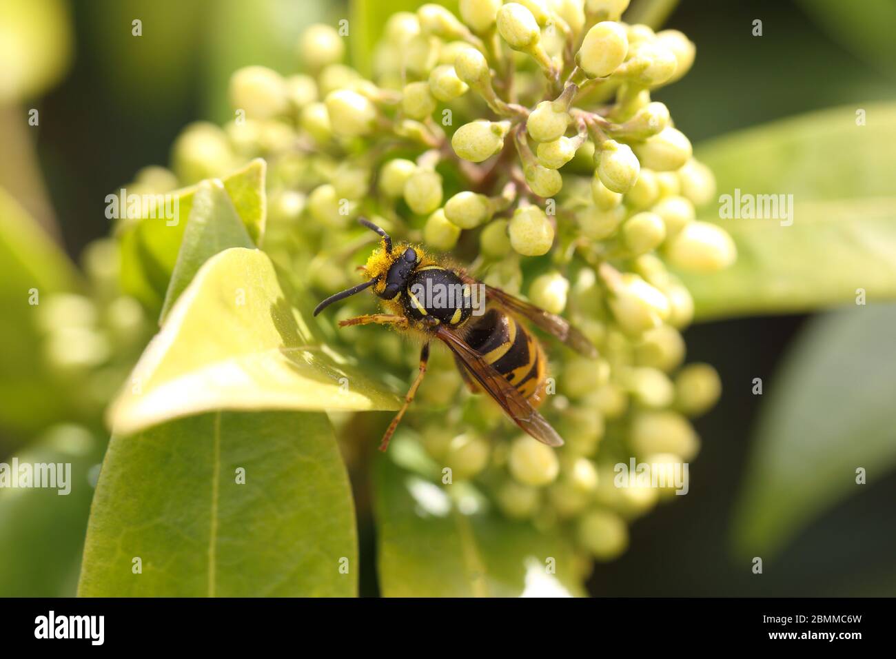 Wespe mit Pollen Stockfoto