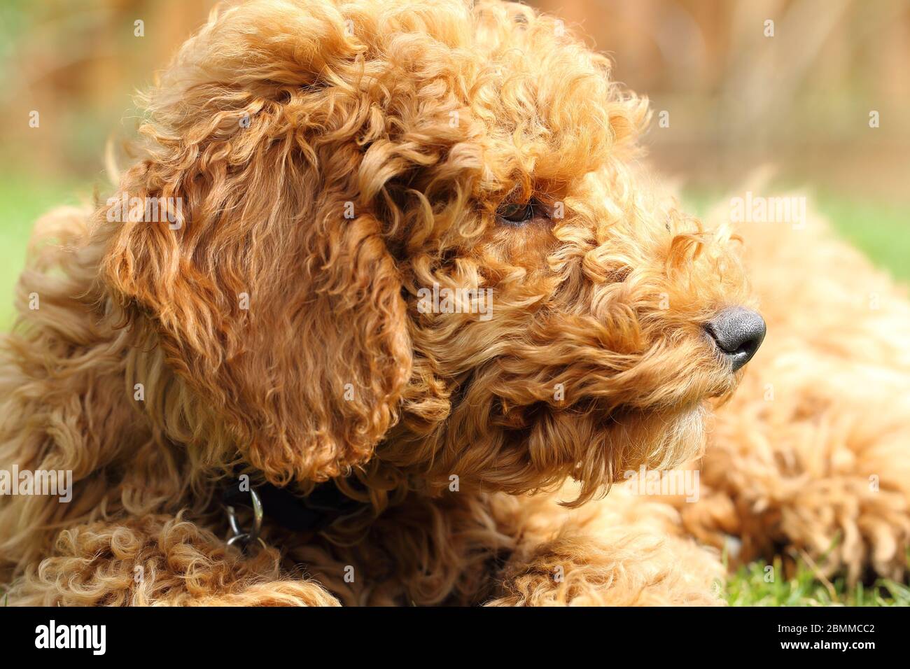 Golden Doodle Hund Stockfoto