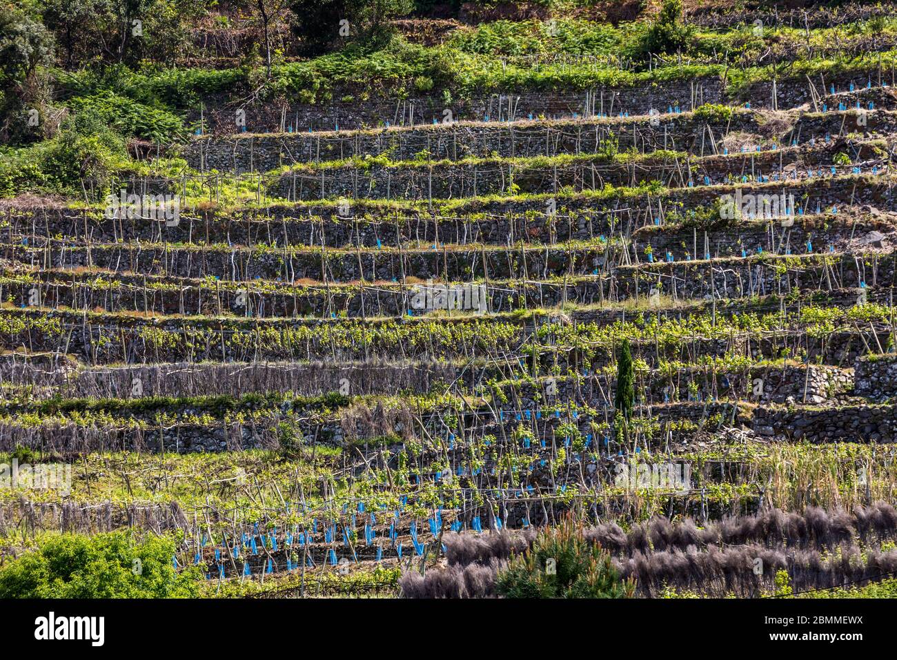 Dorf und Terrasse Anbau in der Umgebung von Sao Vicente. Nordküste der Insel Madeira, Portugal Stockfoto