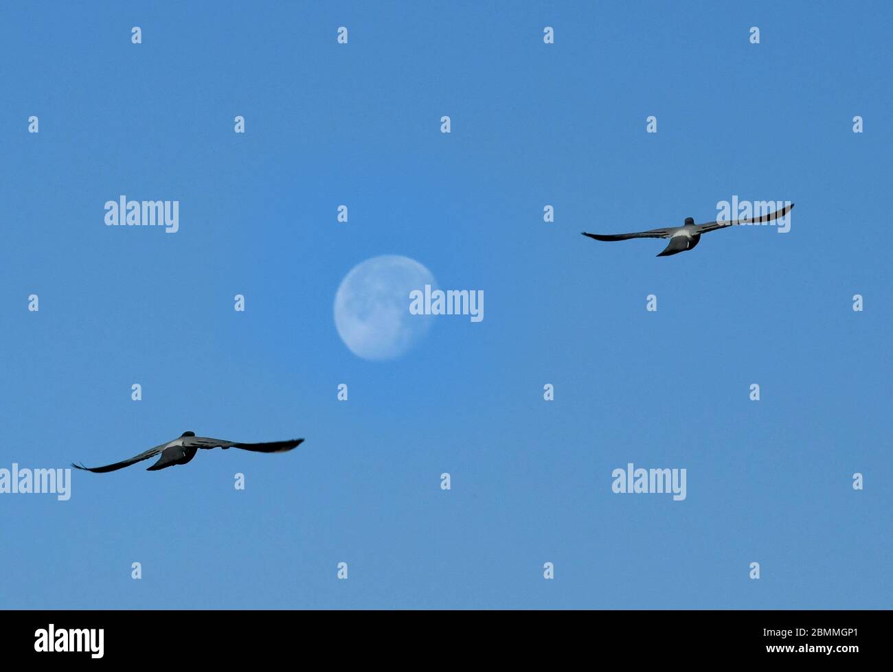 Damaskus, Syrien. Mai 2020. Schwalben fliegen am Morgen vor dem Mond in Damaskus, der Hauptstadt Syriens, am 10. Mai 2020. Kredit: Ammar Safarjalani/Xinhua/Alamy Live News Stockfoto