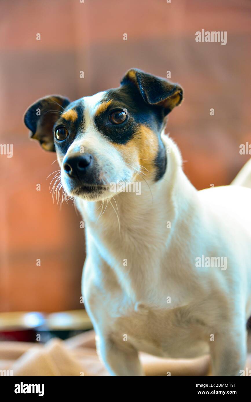 Cartoon Dog Jack Russell Terrier Stockfotos Und Bilder Kaufen Alamy