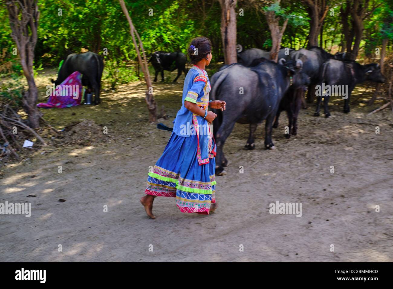 Indien, Gujarat, Kutch, Hodka Dorf, Meghwal Volksgruppe, Büffelmelken Stockfoto