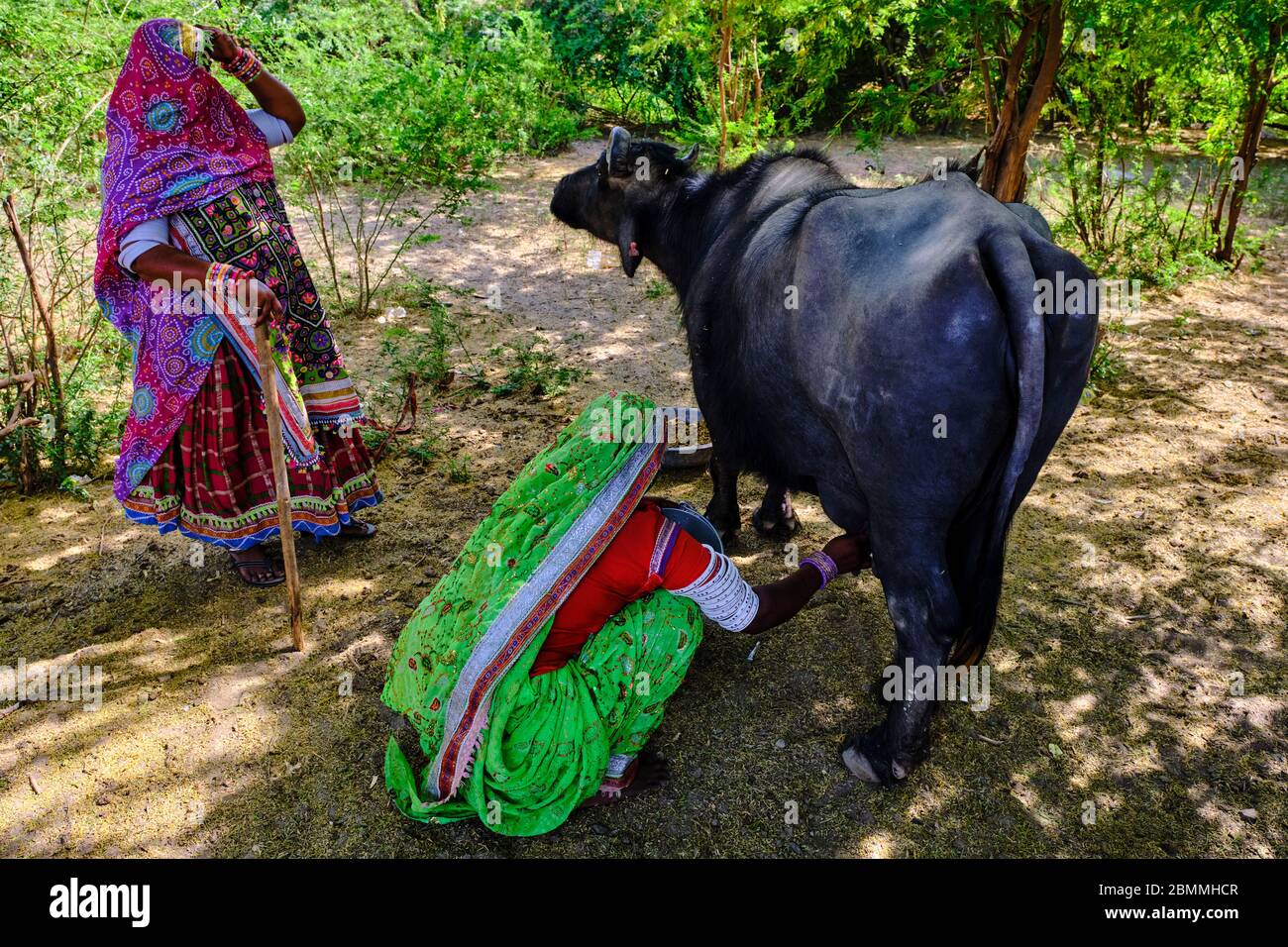 Indien, Gujarat, Kutch, Hodka Dorf, Meghwal Volksgruppe, Büffelmelken Stockfoto