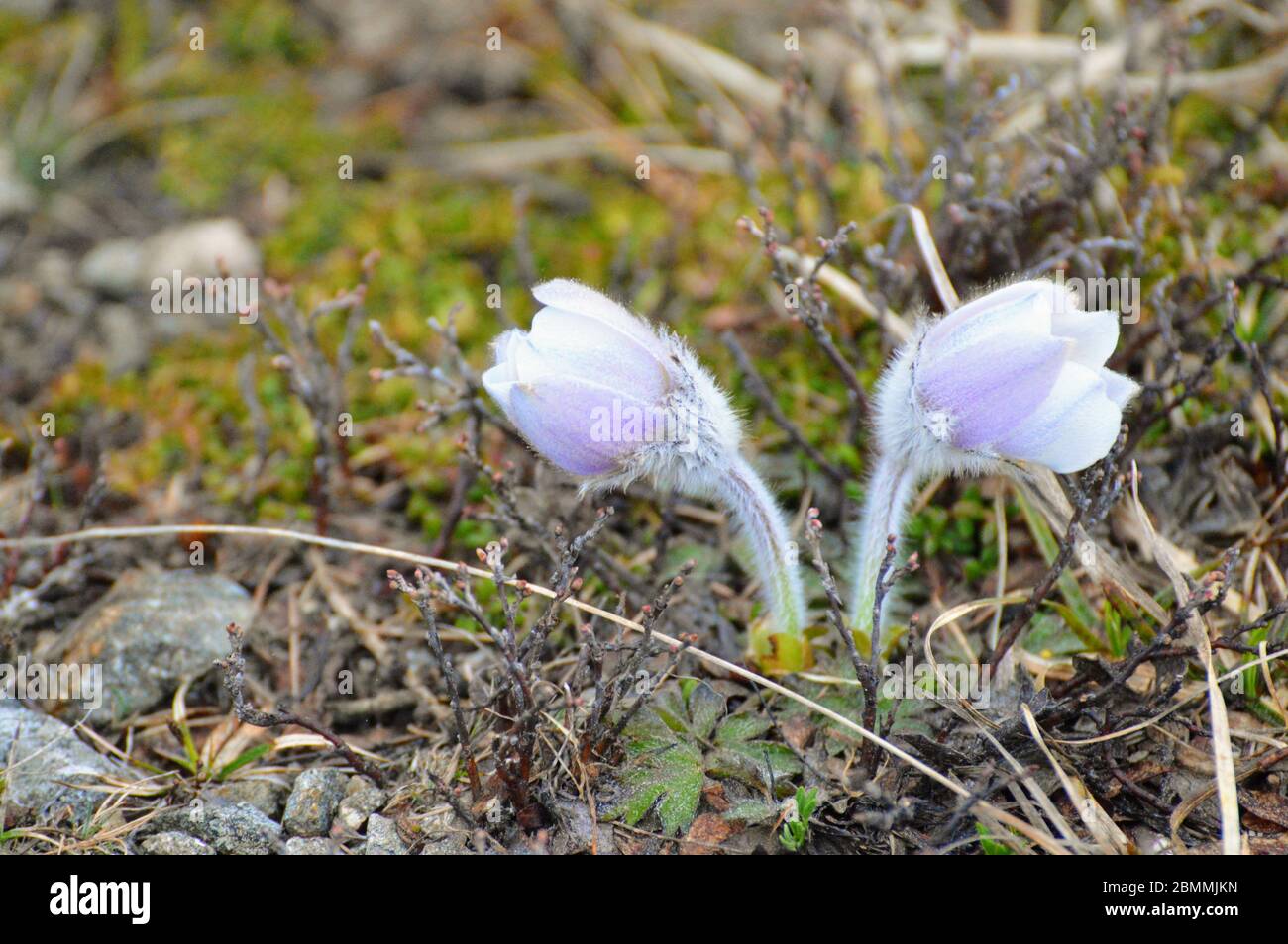 Frühlings-Kuhschelle - Arktisches Violett - Pulsatilla vernalis Stockfoto