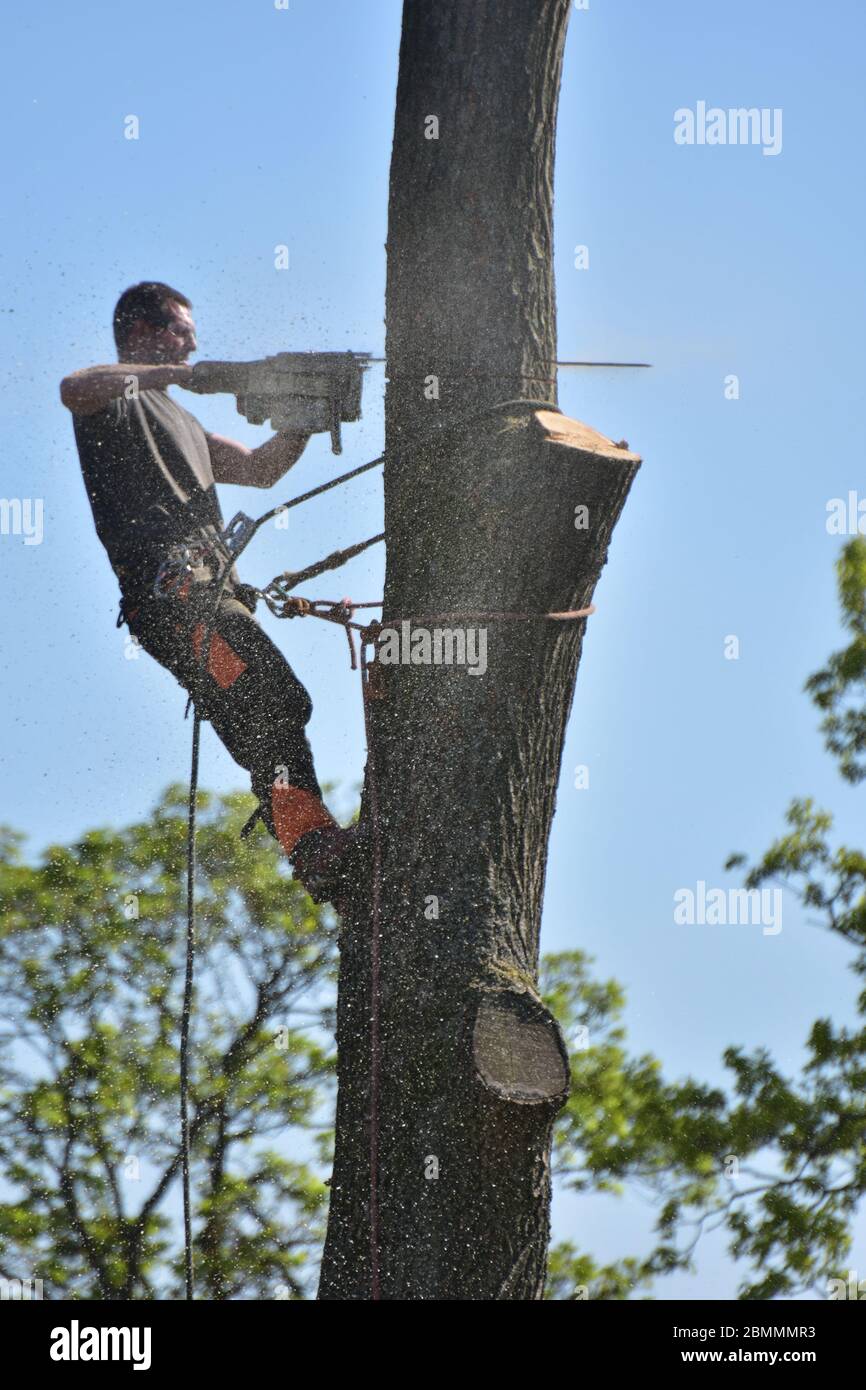 Baumchirurg, der einen Baum mit einer Kettensäge in Yorkshire mit Kletterausrüstung abschneidet. Stockfoto