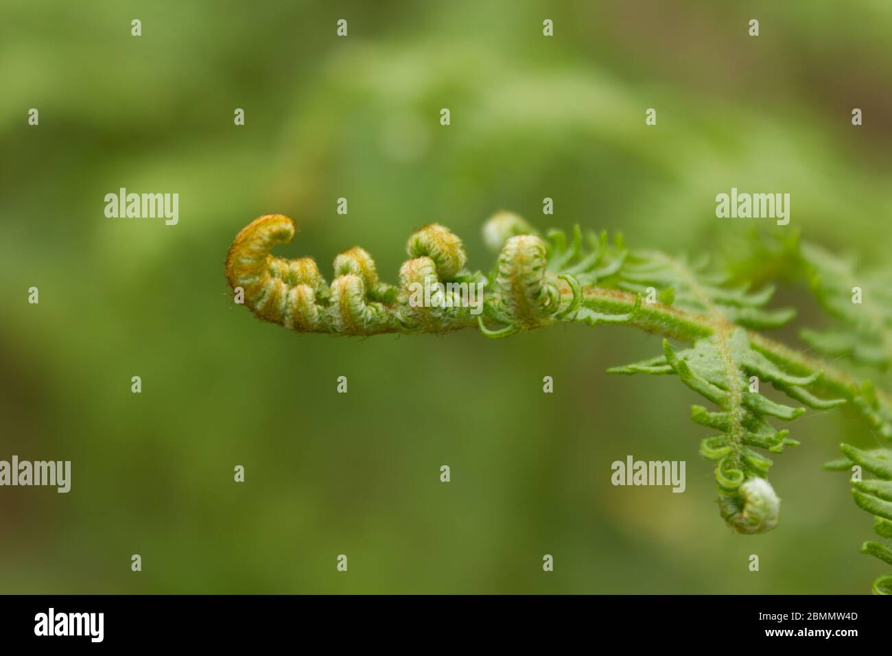 Junge weiche Schild Farn Blatt Detail Stockfoto