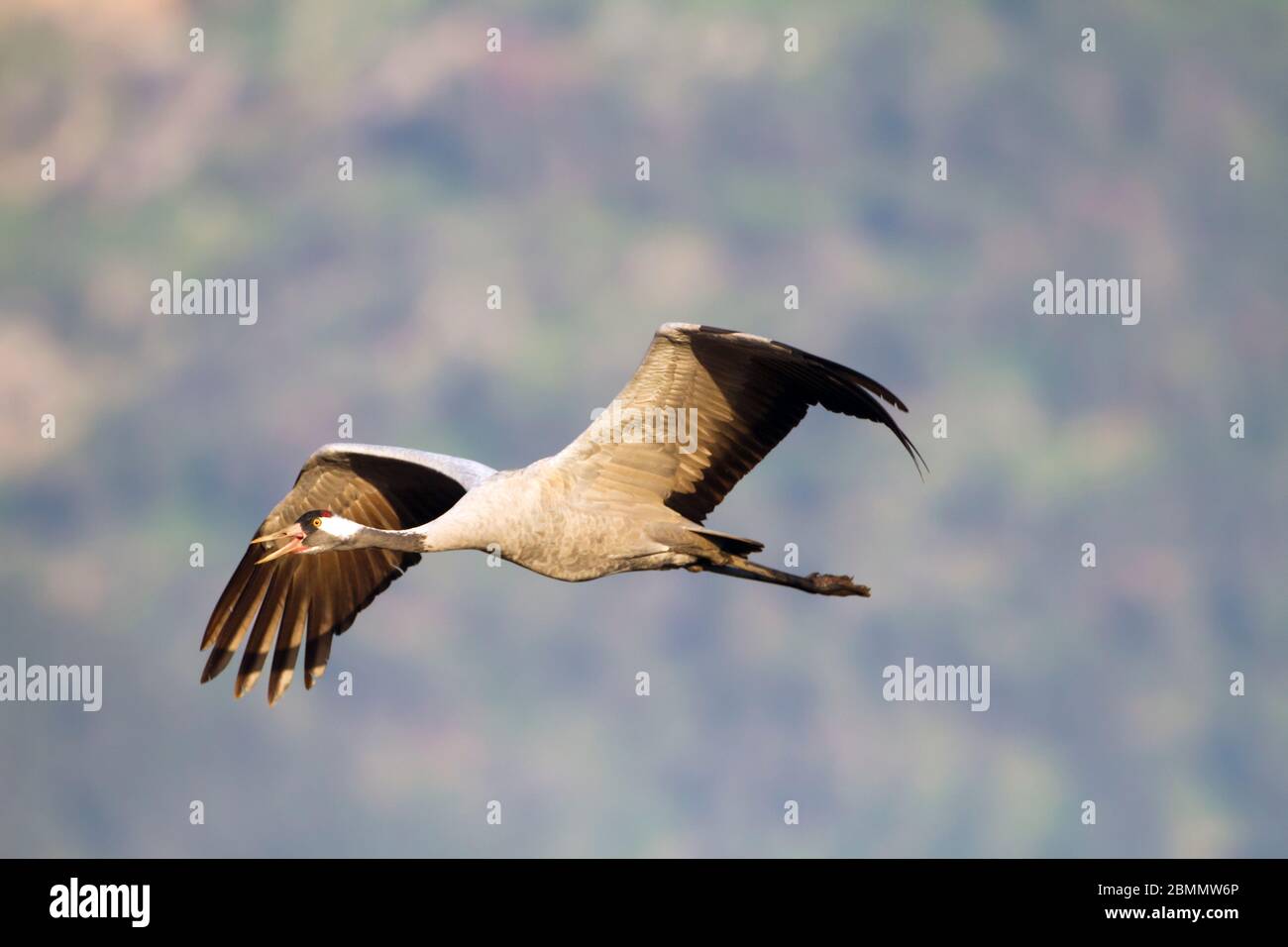 Gewöhnlicher Kranich (Grus grus) im Flug. Große Zugkranich Arten, die in feuchten Wiesen und Sumpfland lebt. Es hat eine Spannweite zwischen 2 und 2.5 metr Stockfoto