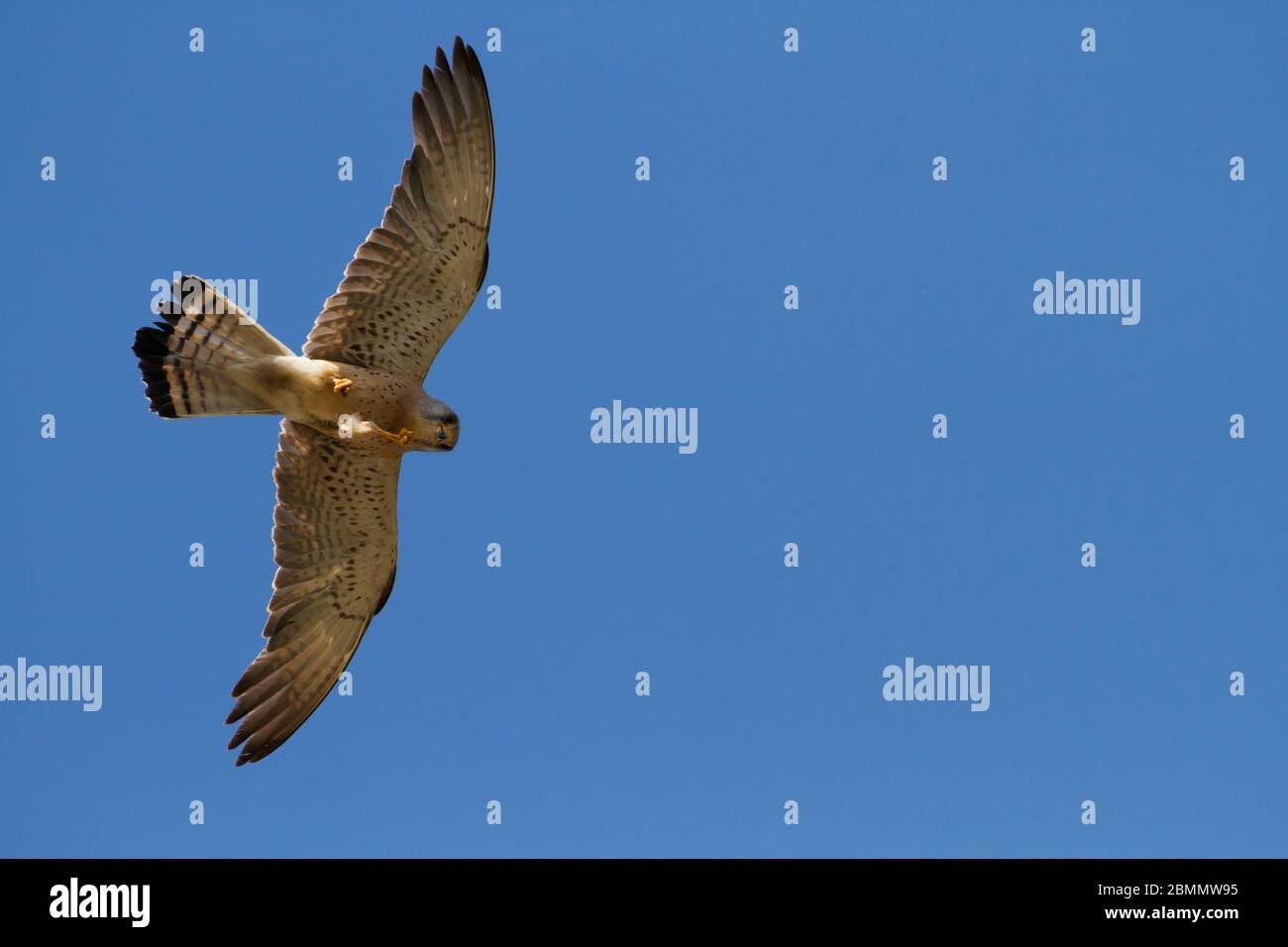 Turmfalke (Falco tinnunculus) im Flug mit blauem Himmel Hintergrund. Dieser Greifvogel ist ein Mitglied der Familie der Falken (Falconidae). Es ist wides Stockfoto