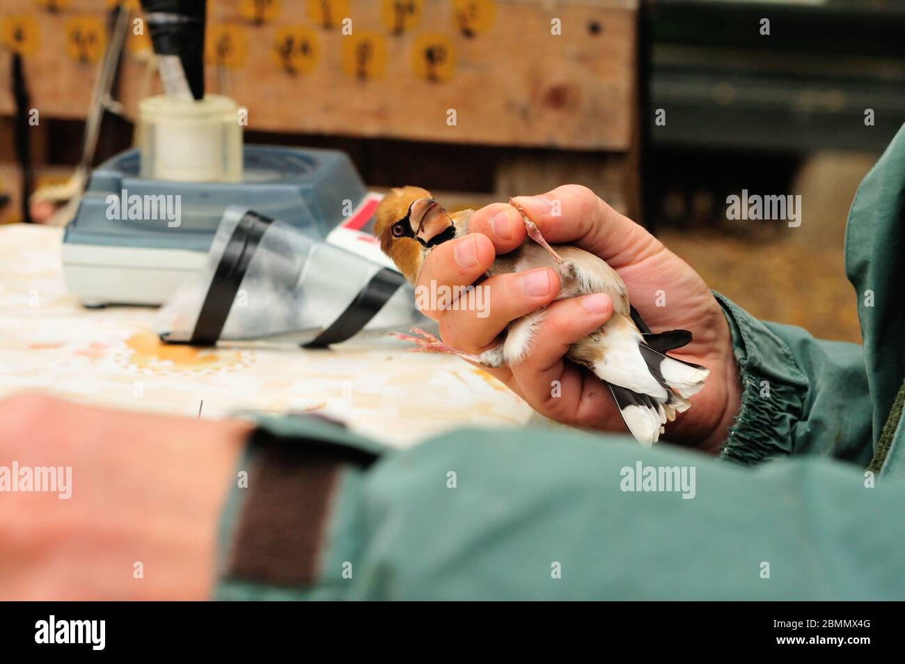 Ringing Hawfinch (Coccothraustes coccothraustes) von Ornithologe Stockfoto