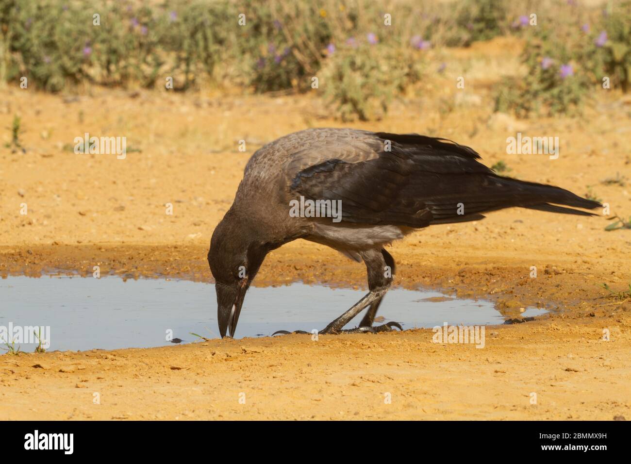 Kapuzenkrähe (Corvus cornix) am Wasser die Kapuzenkrähe ist ein weit verbreiteter Vogel, der in weiten Teilen Europas und des Nahen Ostens gefunden wird. Es ist ein omnivorous s Stockfoto