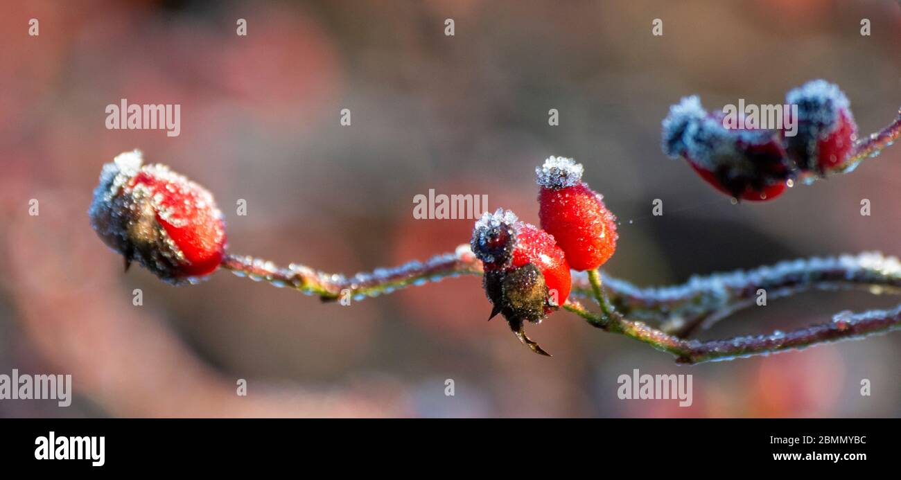 Frostbedeckte Hundes Rose (Rosa Canina) Hüften Stockfoto