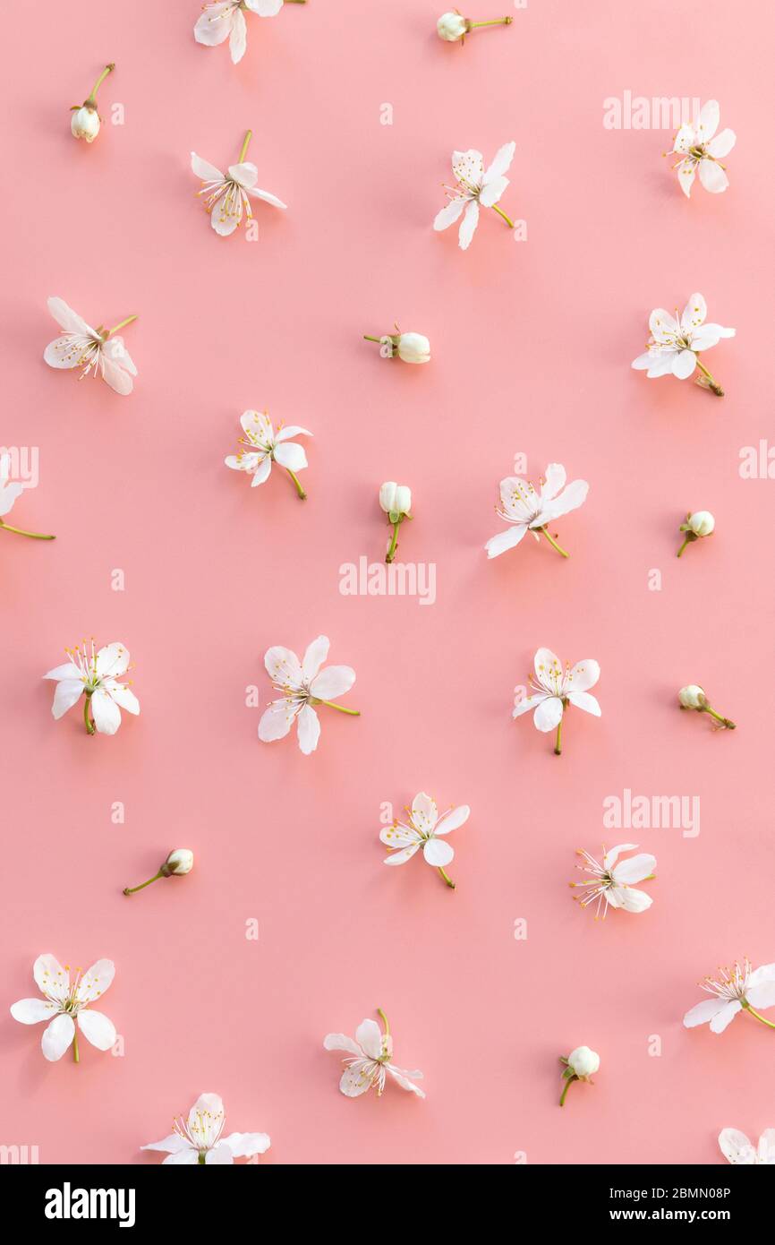 Flaches Lay von wilden Kirschknospen und einzelnen Blüten auf pastellrosa Hintergrund. Frühling und Blüte. Stockfoto