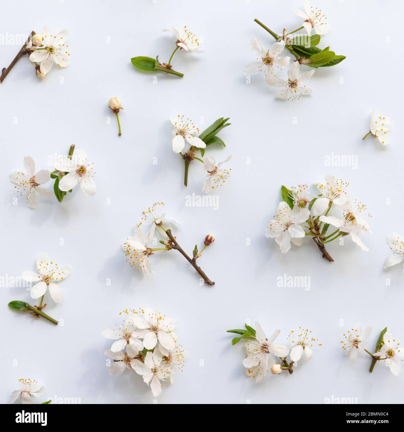 Flacher Lay von wilden Kirschzweigen mit jungen grünen Blättern, Blütenstand mit Knospen und Blüten auf hellblauem Hintergrund. Frühling und Blüte. Stockfoto